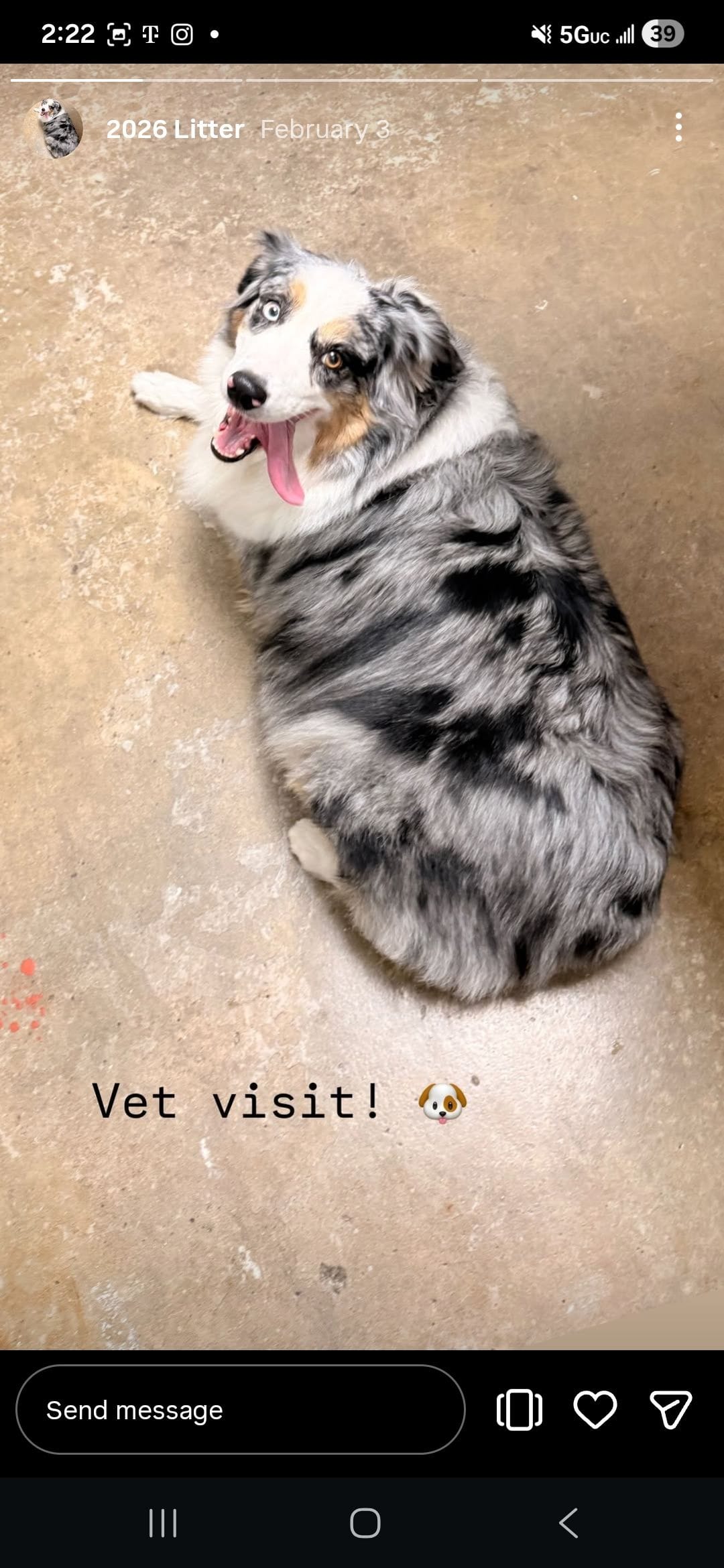 Male, a male Australian Shepherd for sale in Houston, TX – Photo 3 of 3