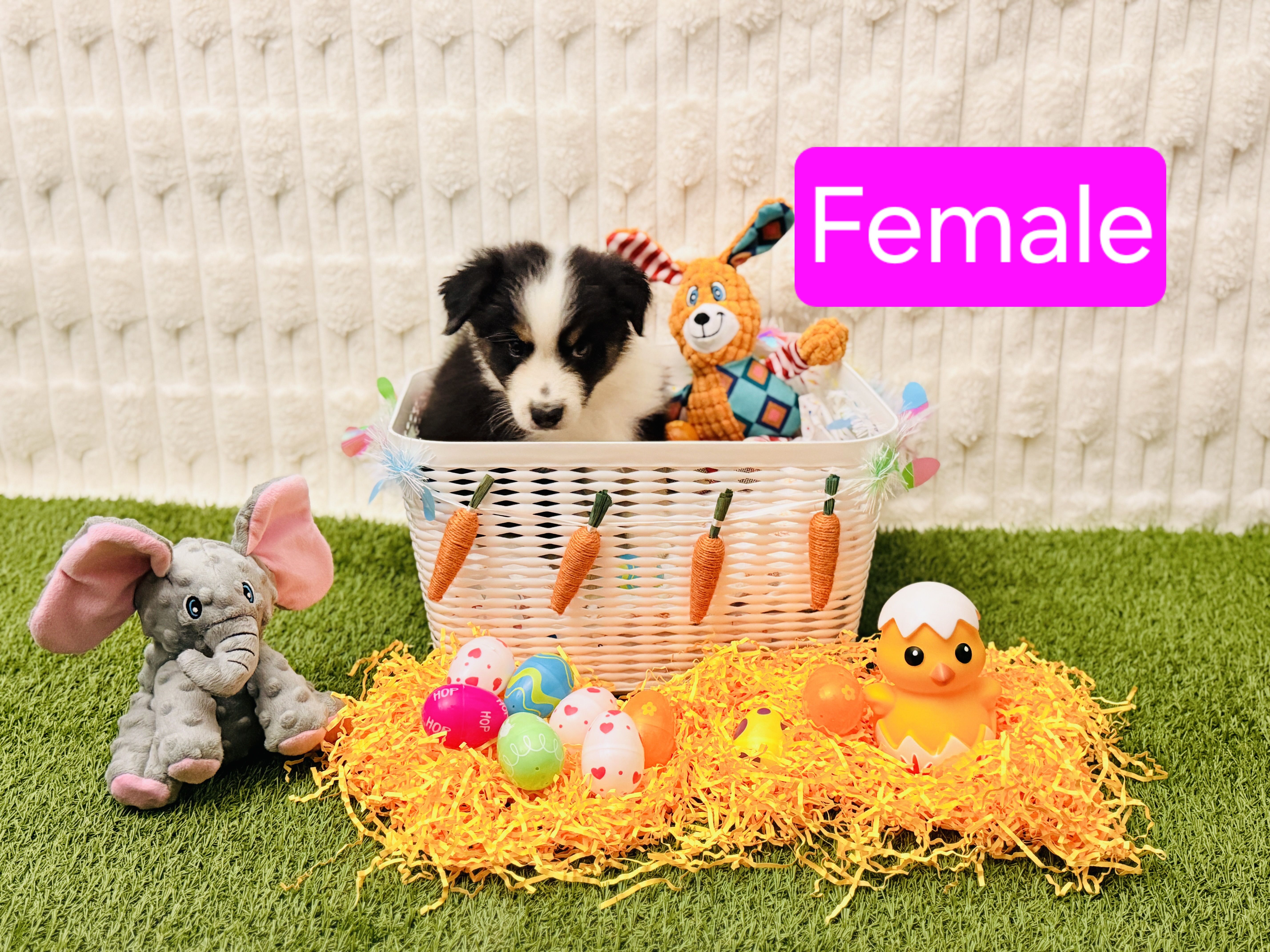 Female – Australian Shepherd puppy for sale in Houston, TX