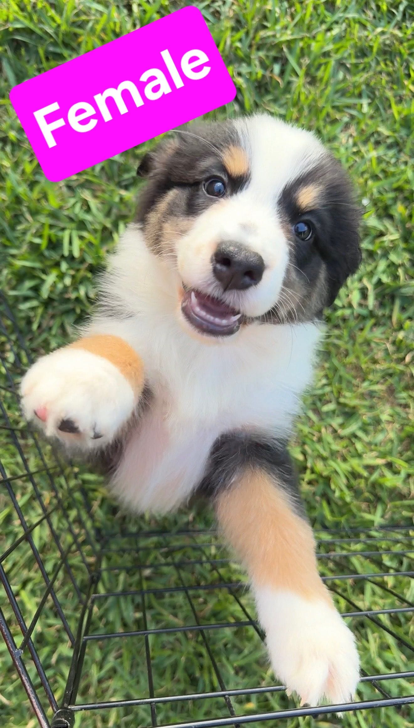 Female – Australian Shepherd puppy for sale in Houston, TX