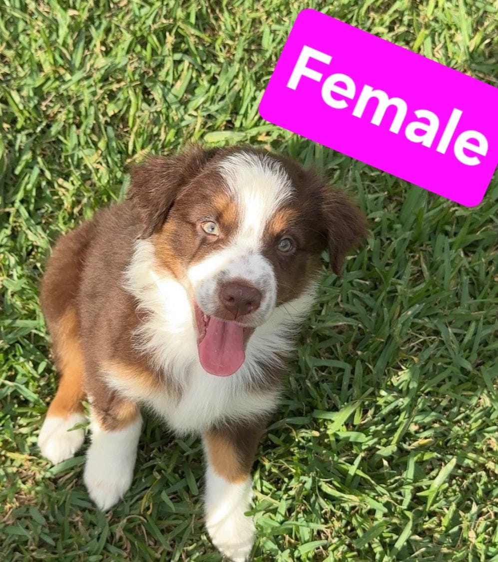 Female – Australian Shepherd puppy for sale in Houston, TX