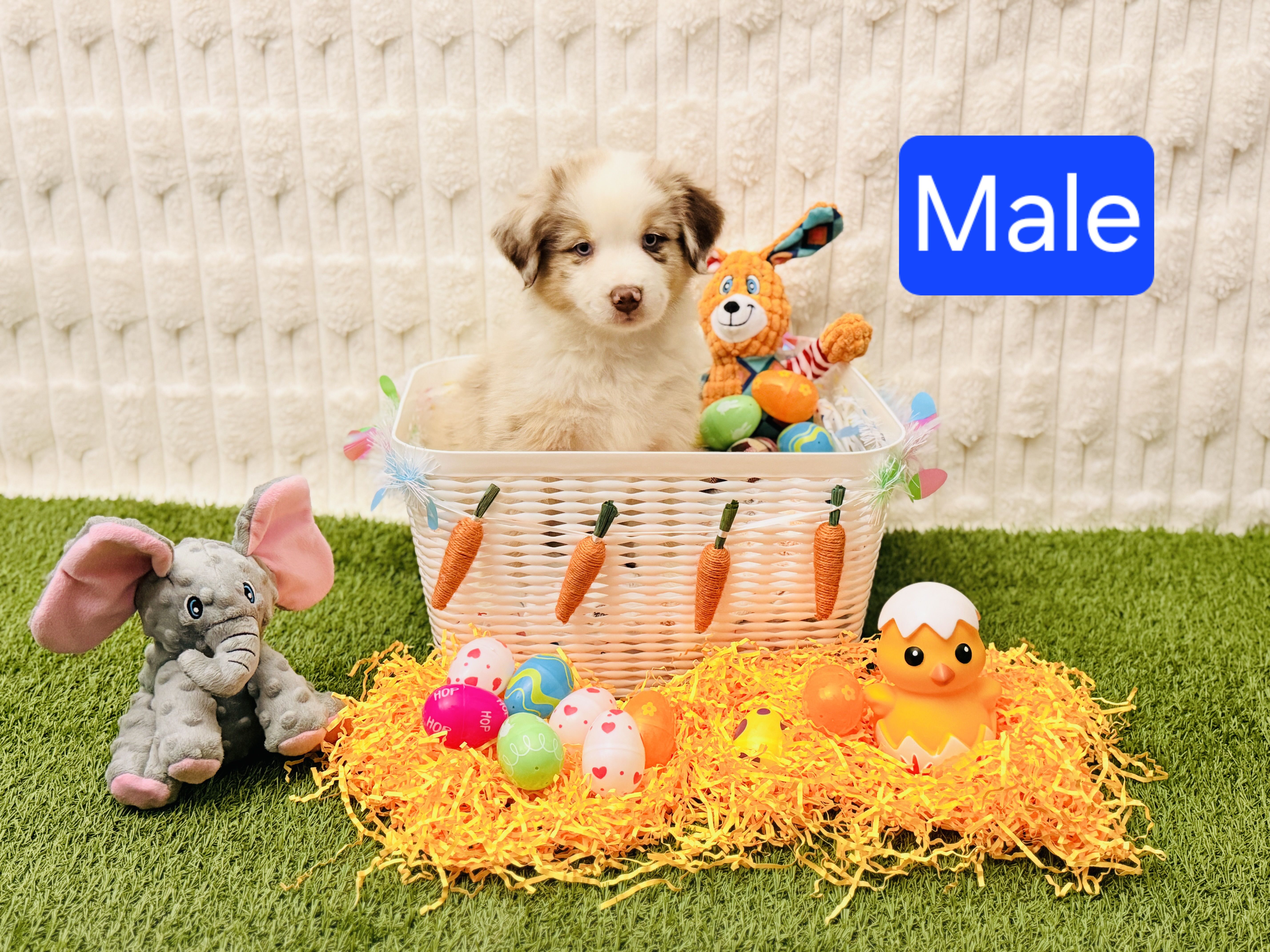Male – Australian Shepherd puppy for sale in Houston, TX