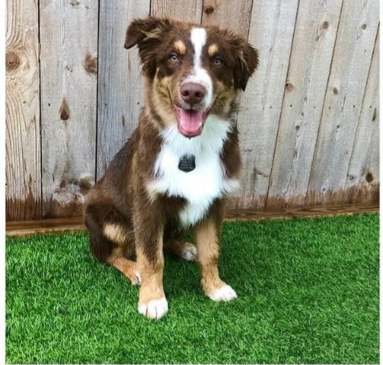 Female, a female Australian Shepherd for sale in Houston, TX – Photo 2 of 3