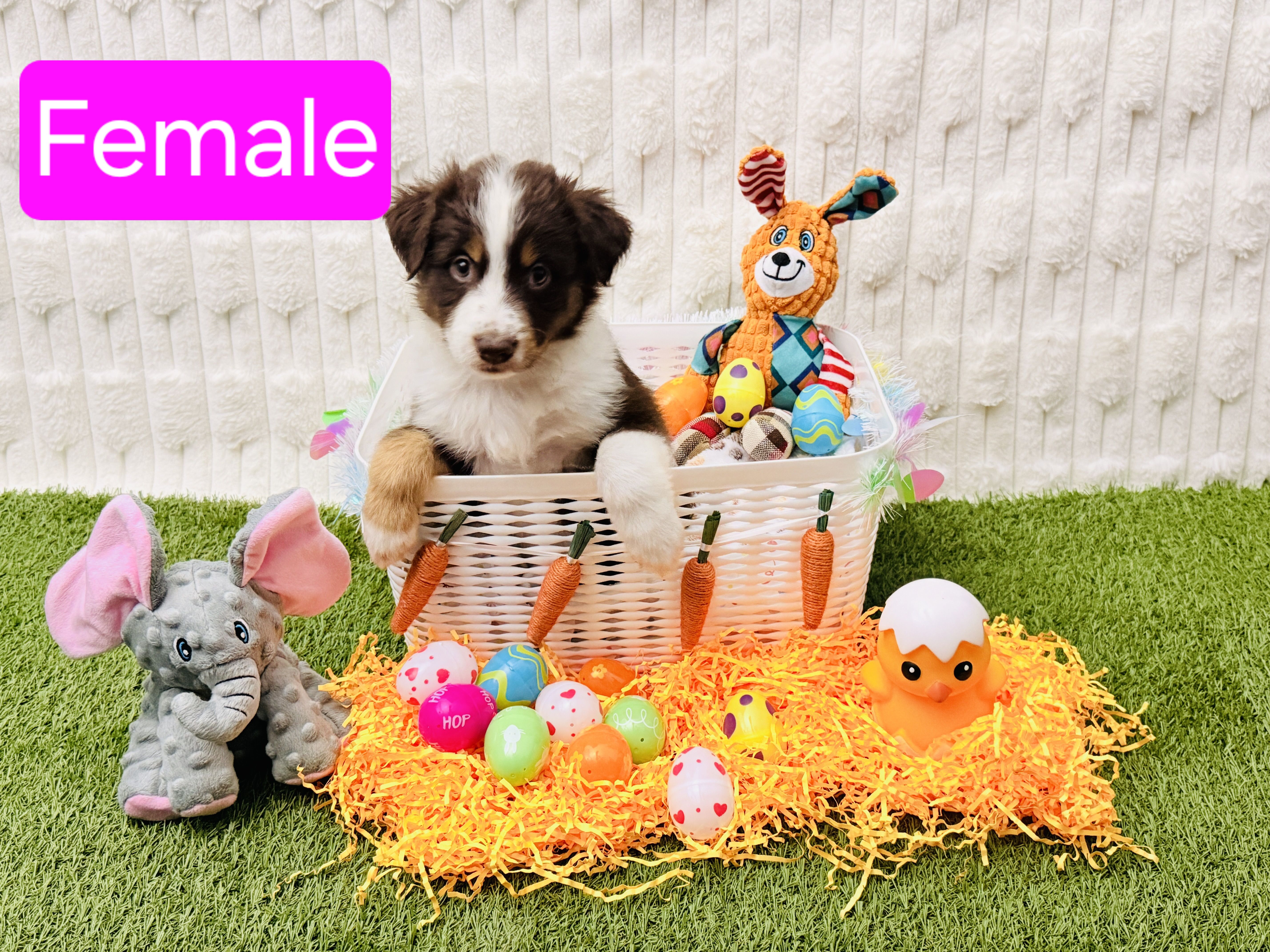 Female – Australian Shepherd puppy for sale in Houston, TX