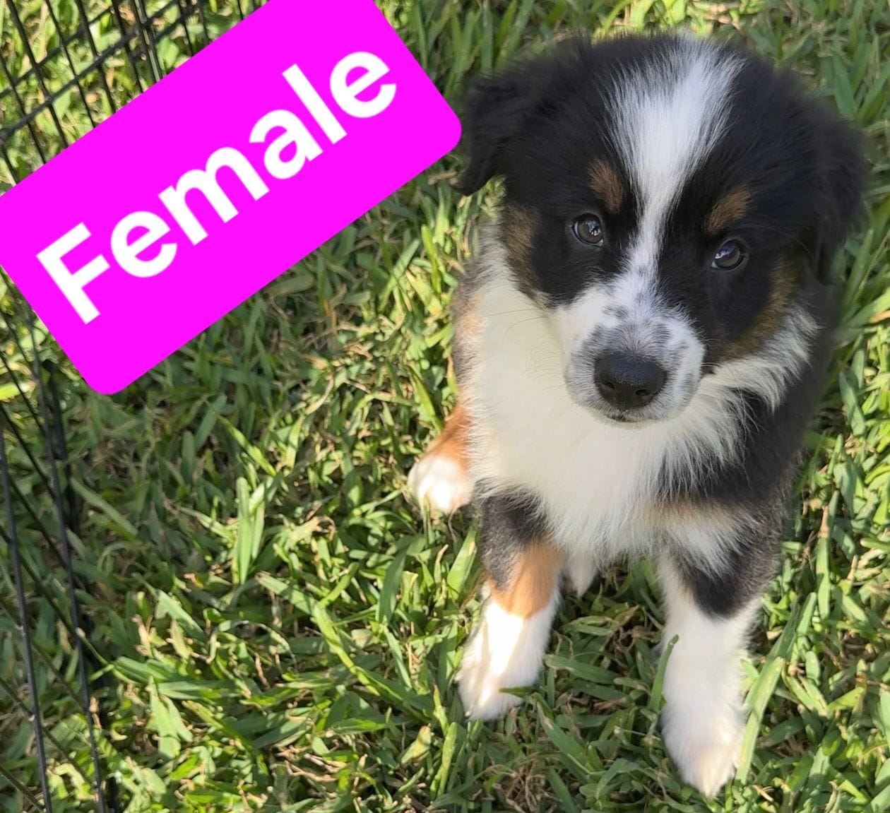 Female – Australian Shepherd puppy for sale in Houston, TX