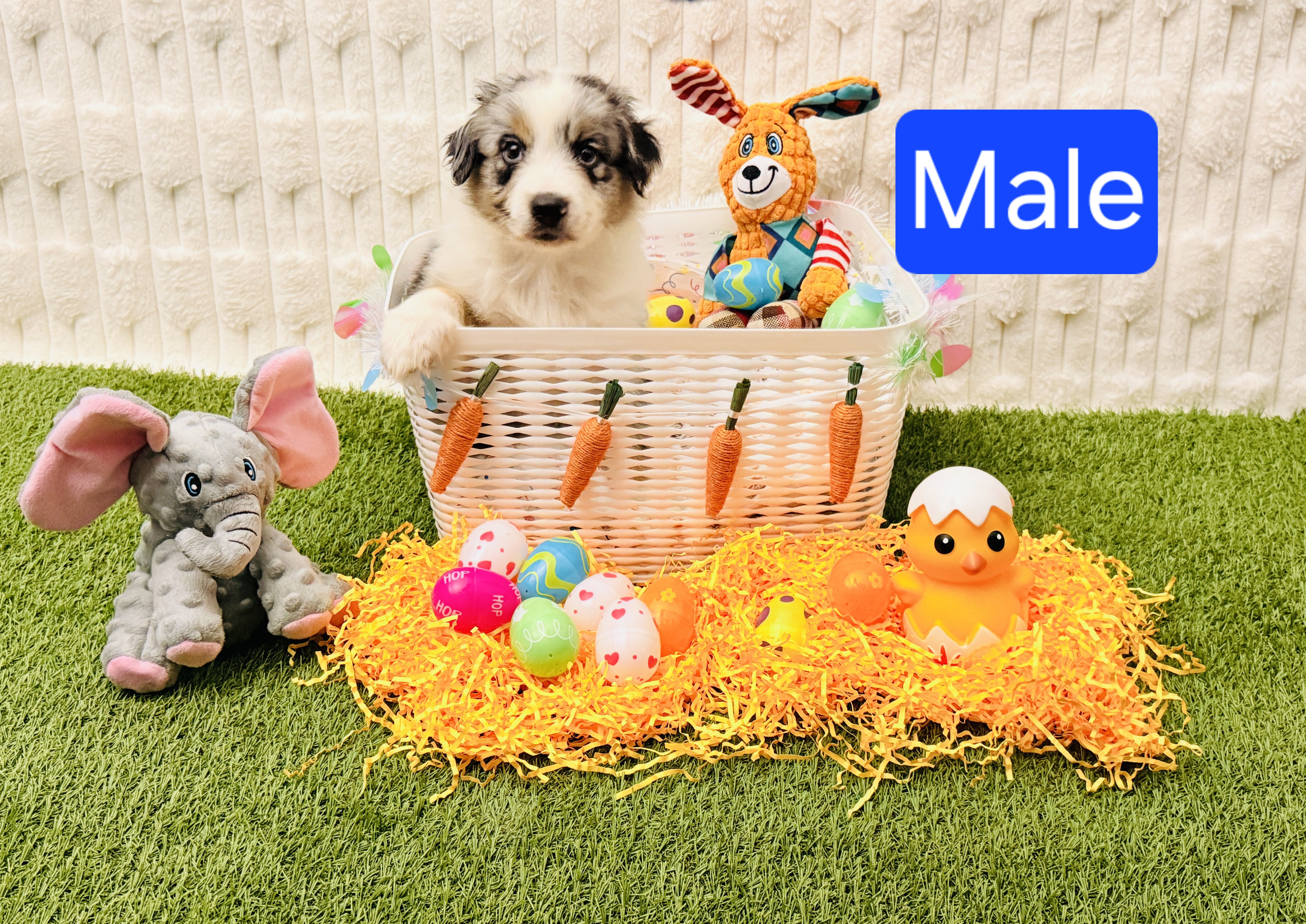 Male – Australian Shepherd puppy for sale in Houston, TX