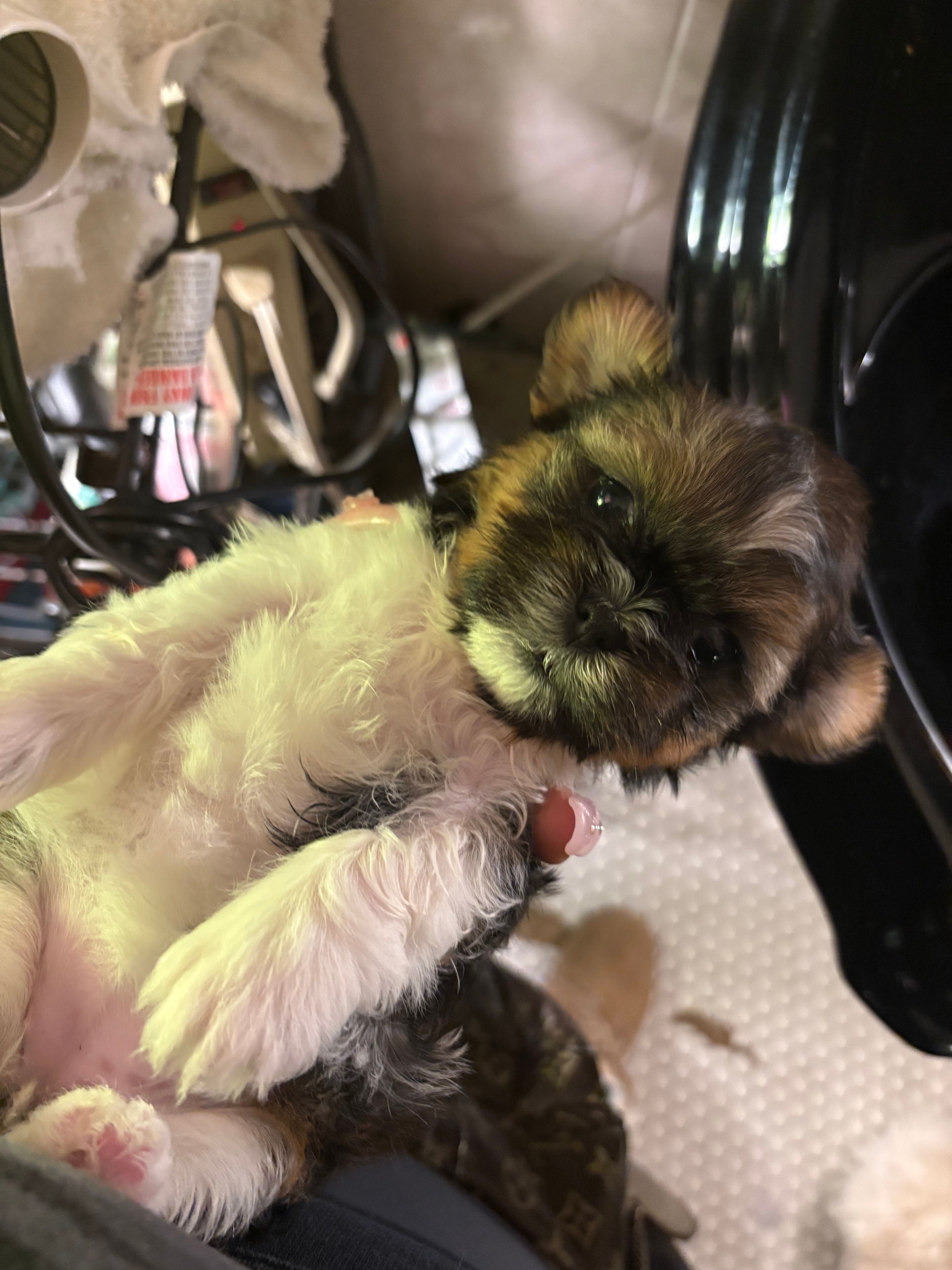 Abby – Shih Tzu puppy for sale in Black Jack, MO