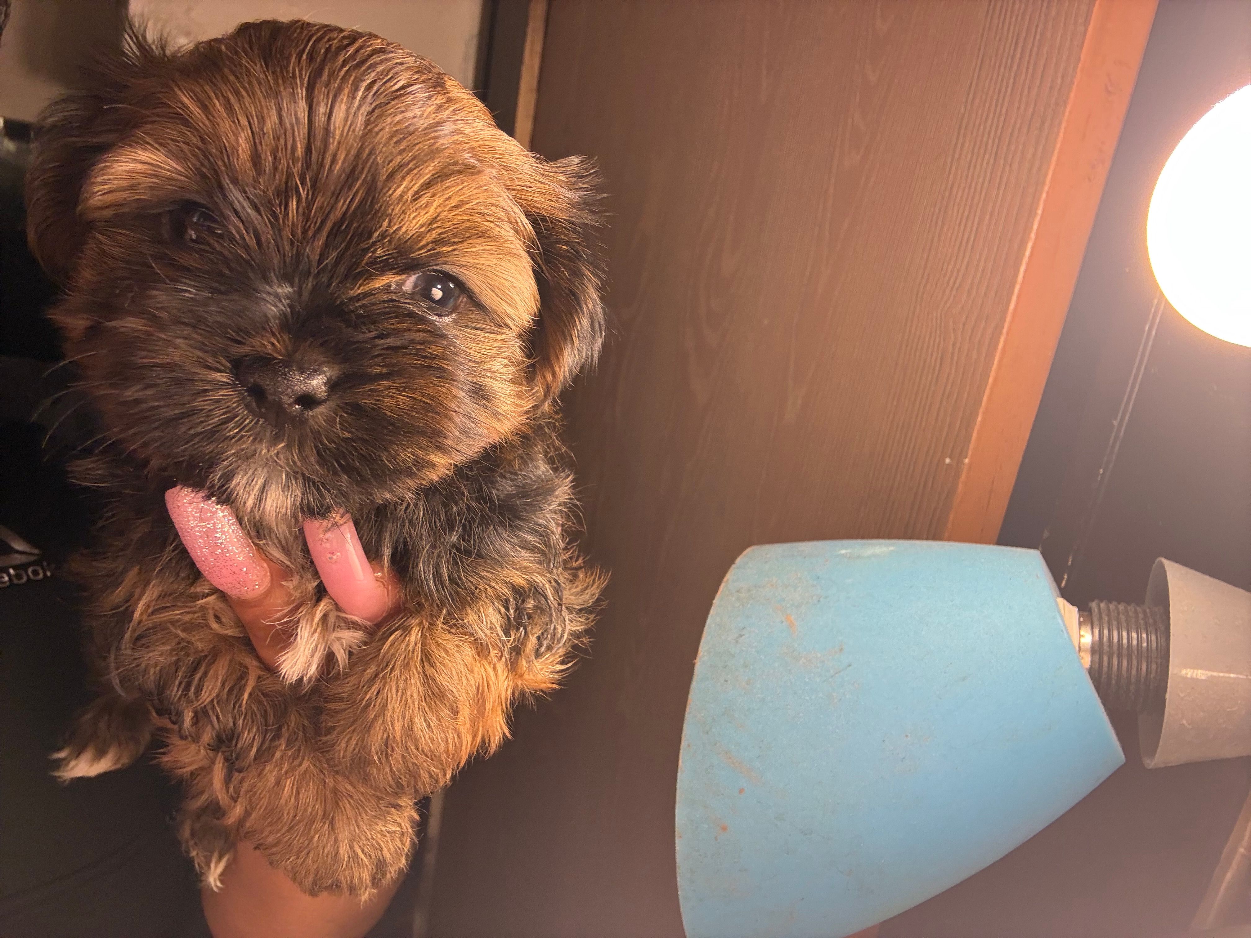 Ryder – Shih Tzu puppy for sale in Black Jack, MO