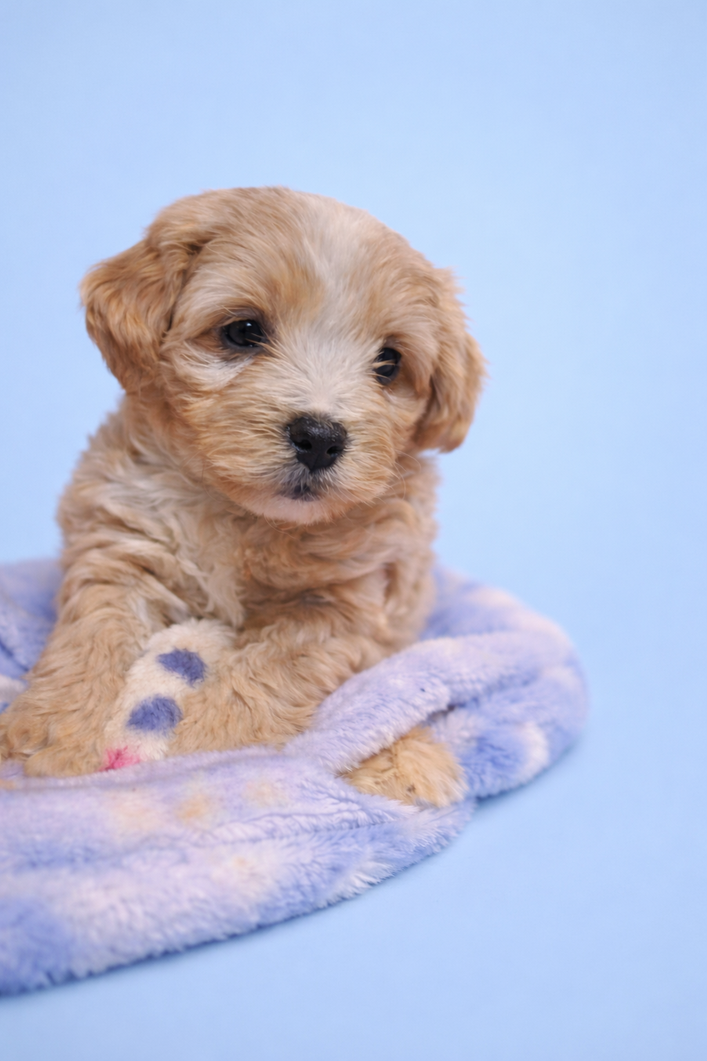 Mudge – Shih Tzu, Poodle - Miniature  puppy for sale in Marshfield, MO