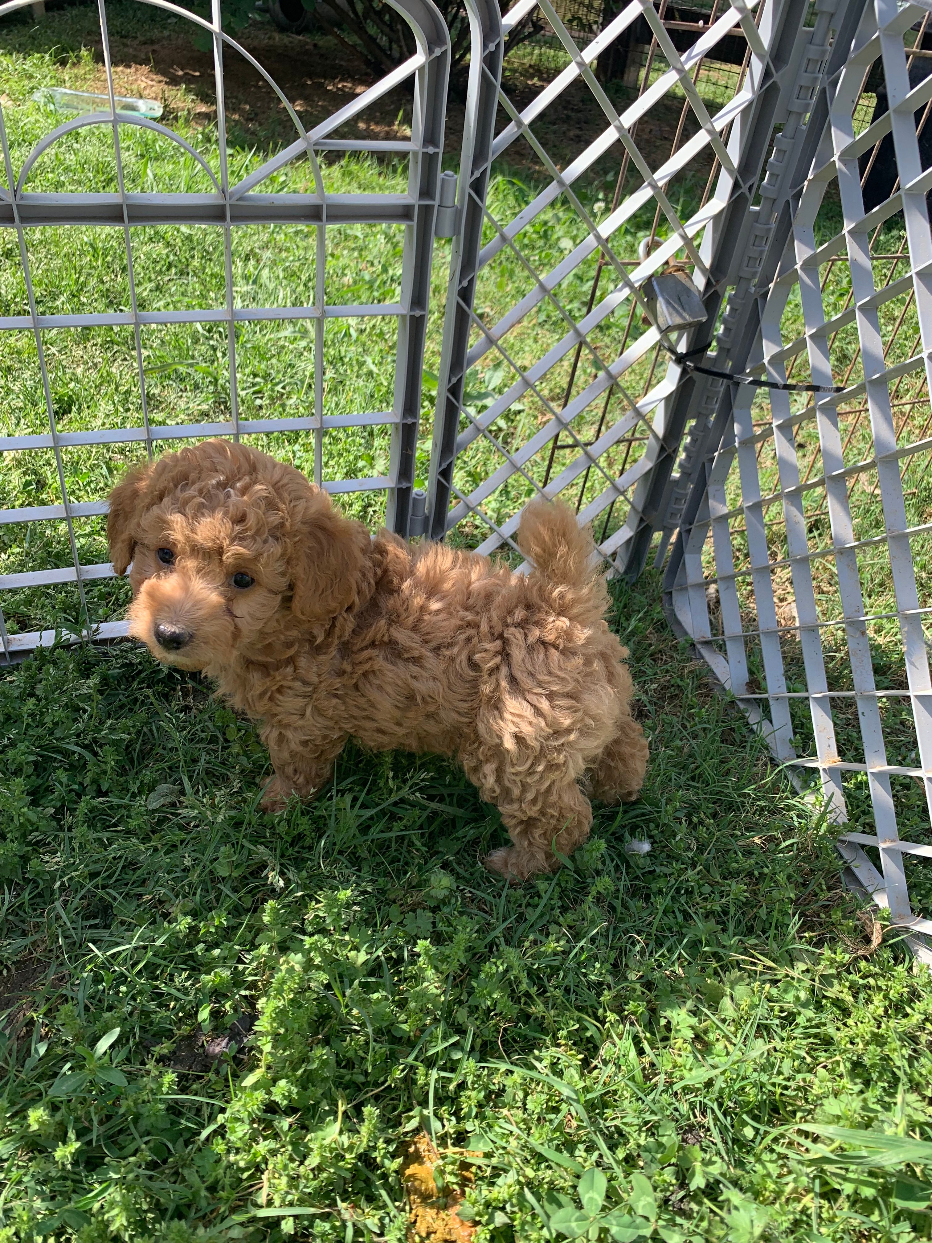 Sadie – Poodle - Miniature  puppy for sale in Peachland, NC