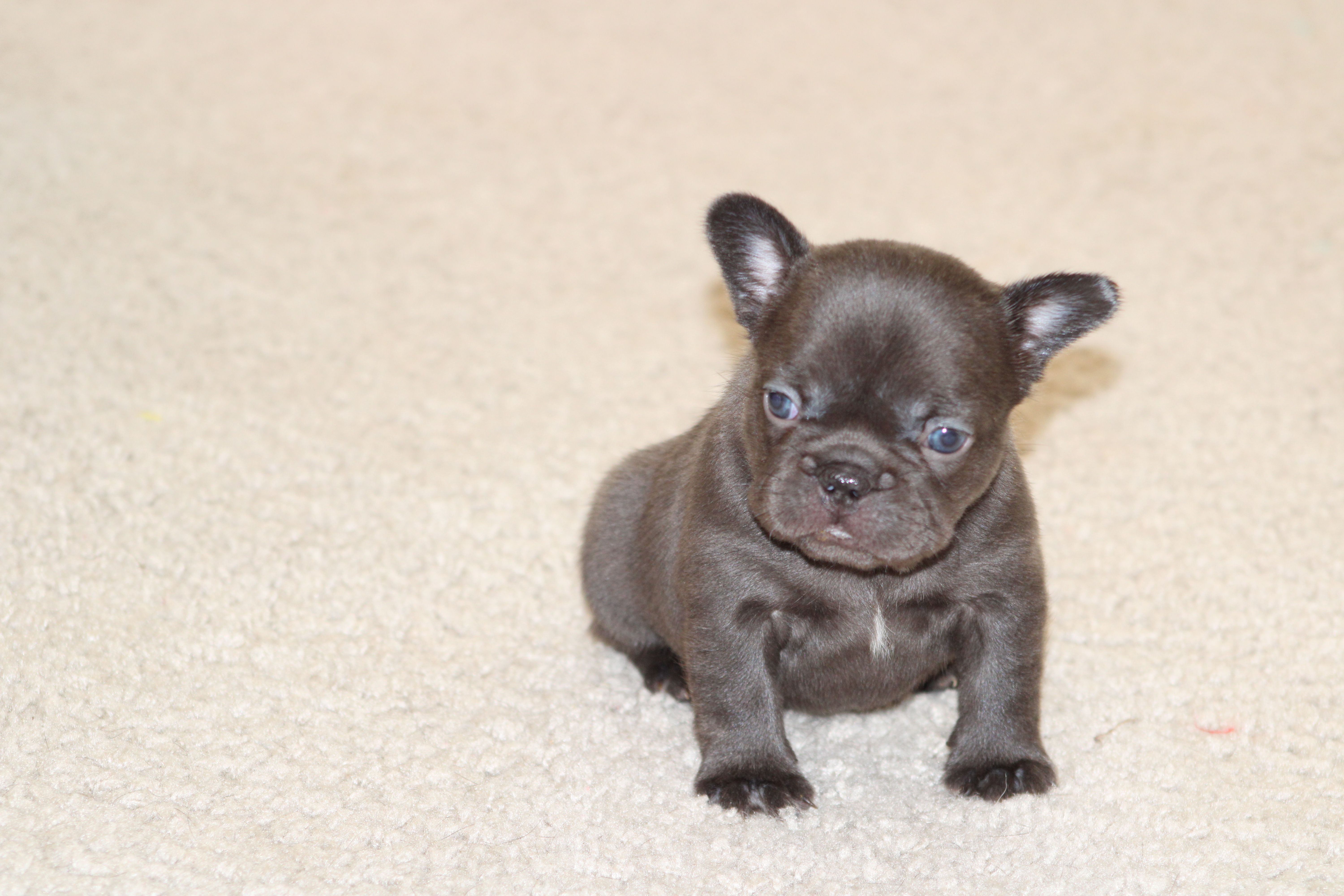 Monroe – French Bulldog puppy for sale in Denver, CO