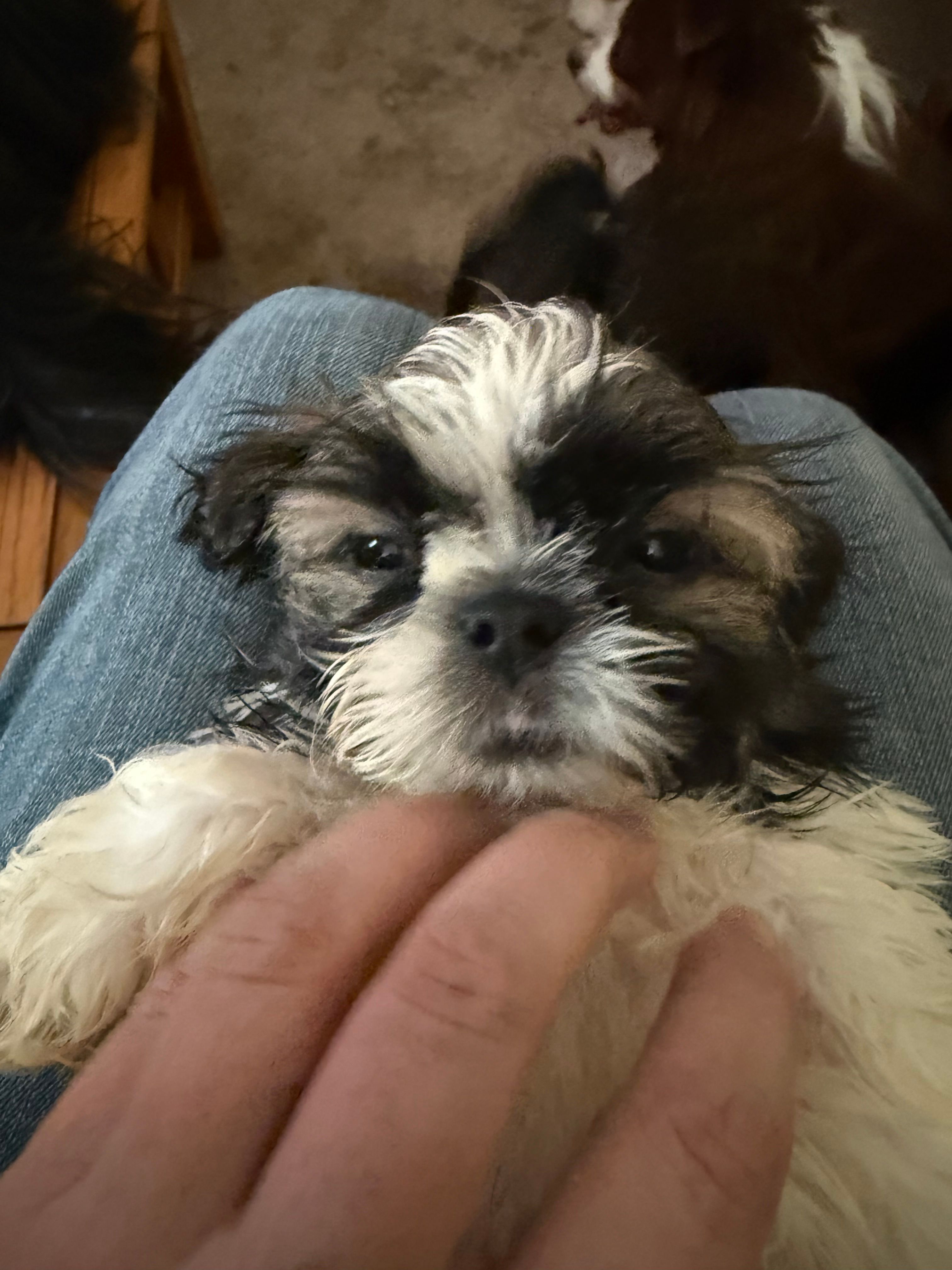 Tatiana’s Male 2 – Shih Tzu puppy for sale in Holcombe, WI