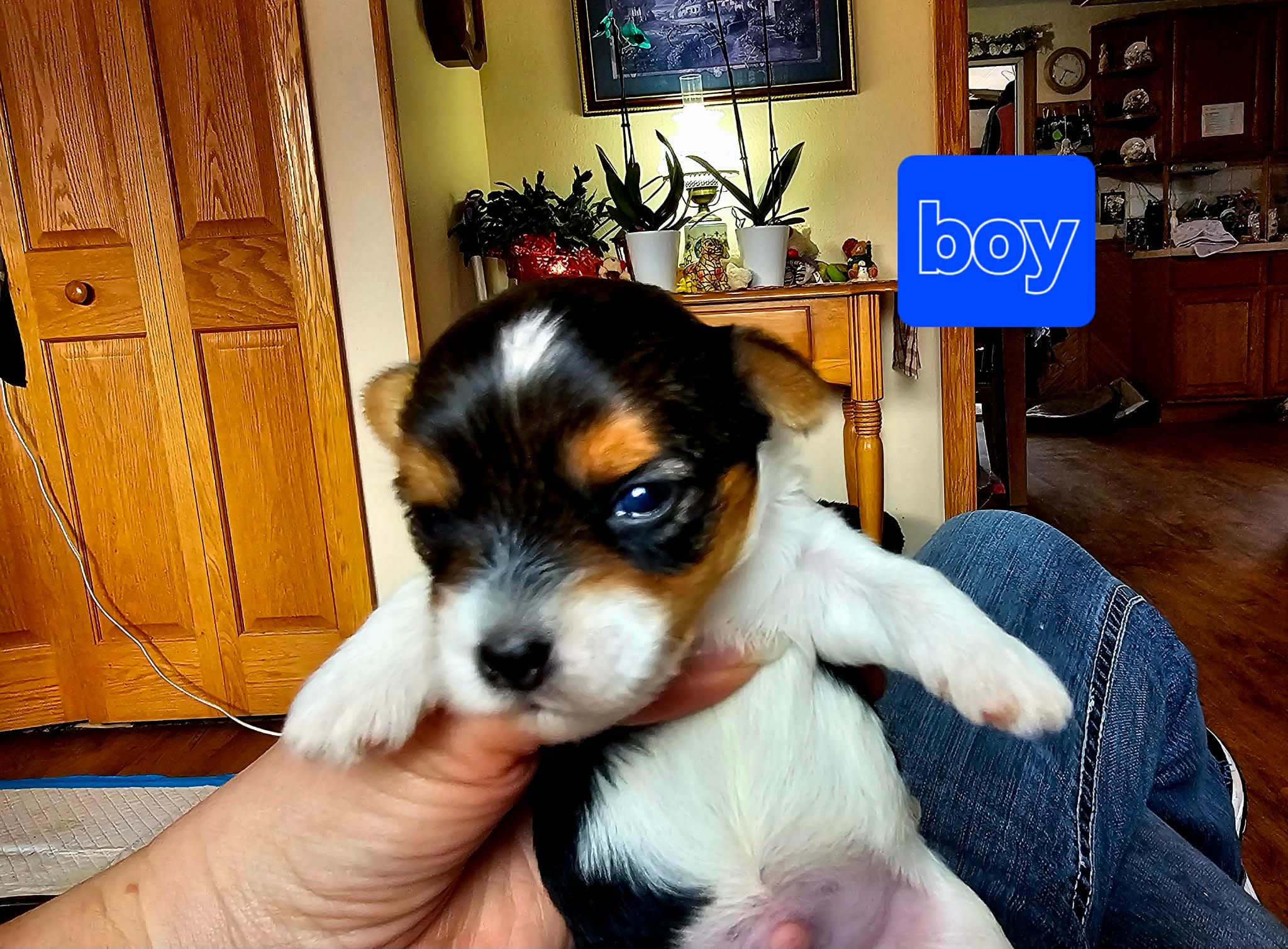 BIEWER YORKIE MALE – Biewer puppy for sale in Holcombe, WI