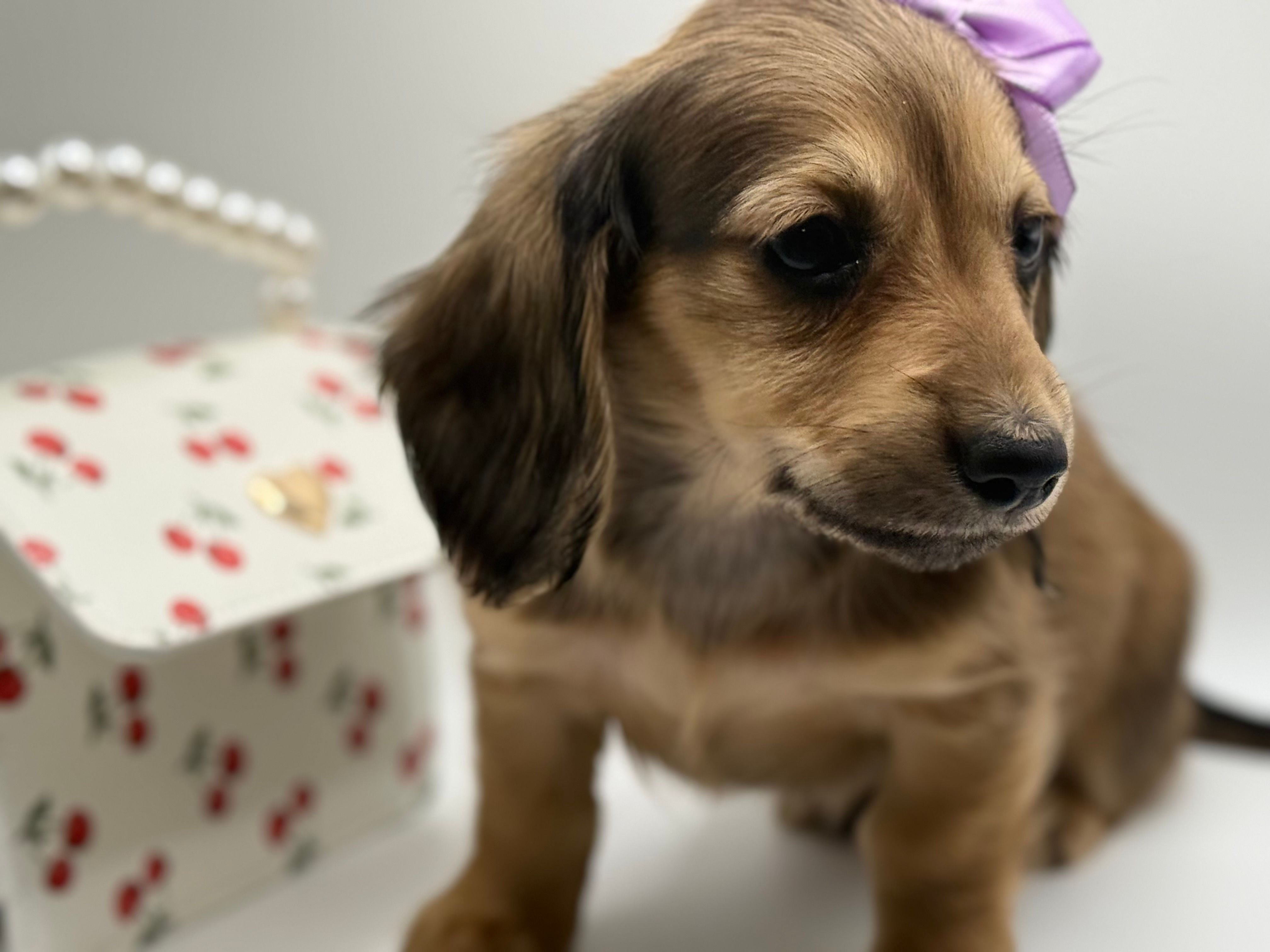Lady pink - AKC – Miniature Dachshund puppy for sale in Bartlesville, OK