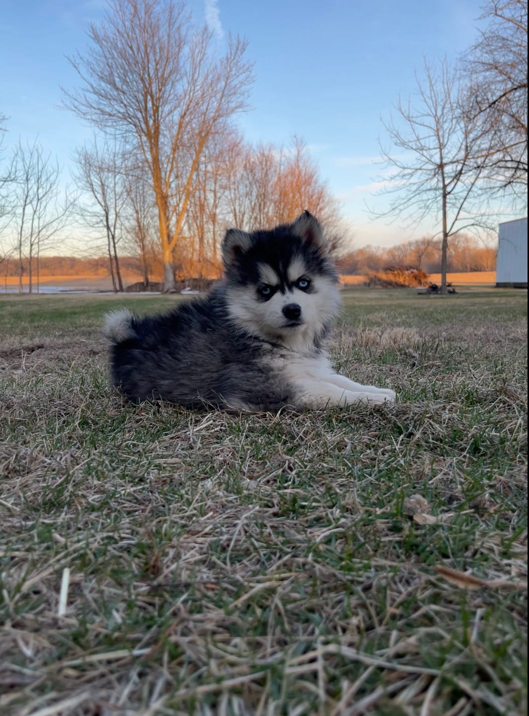 Loki – Pomsky puppy for sale in Tampico, IL