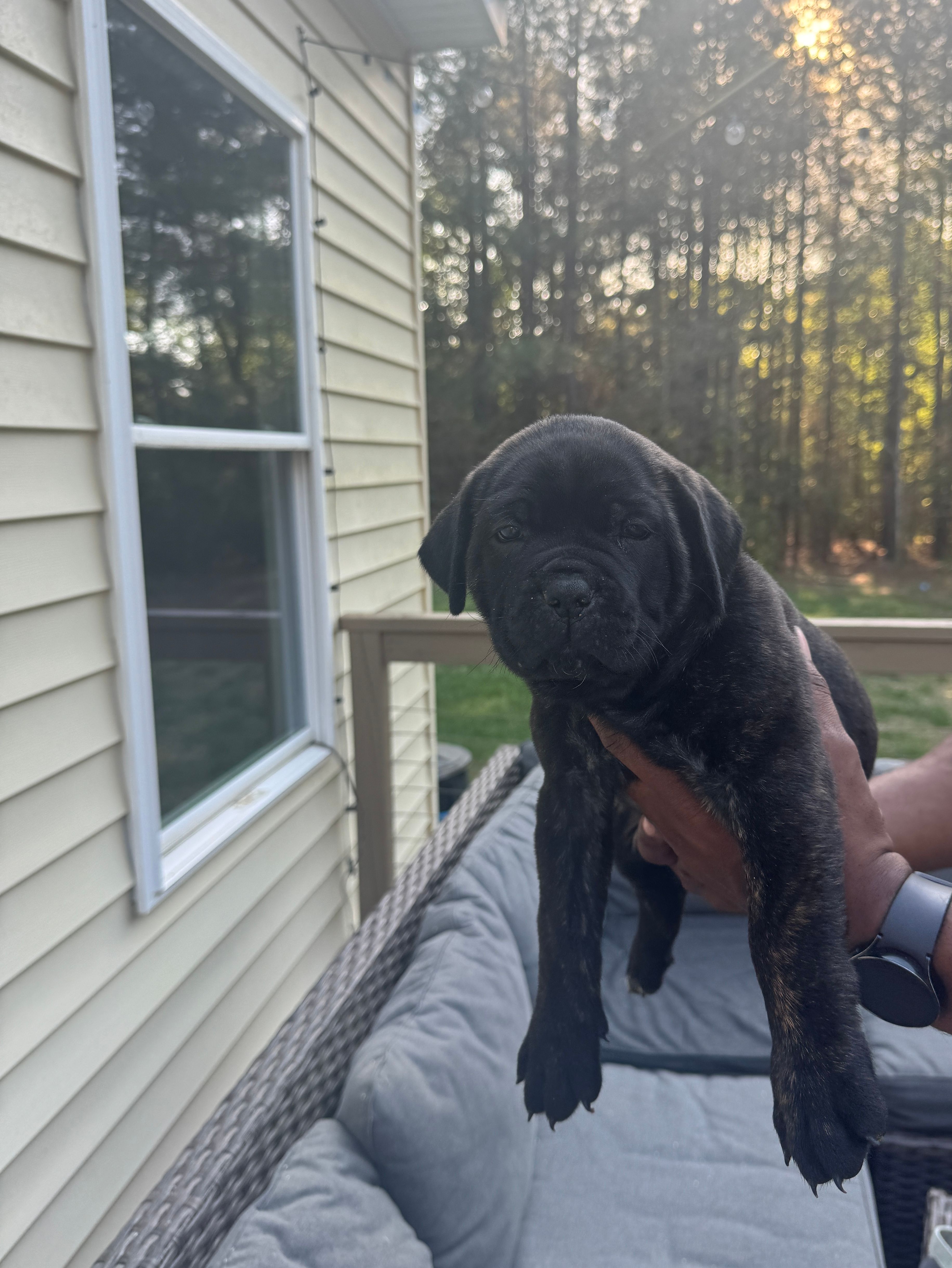 Stitch – Cane Corso puppy for sale in Goochland, VA