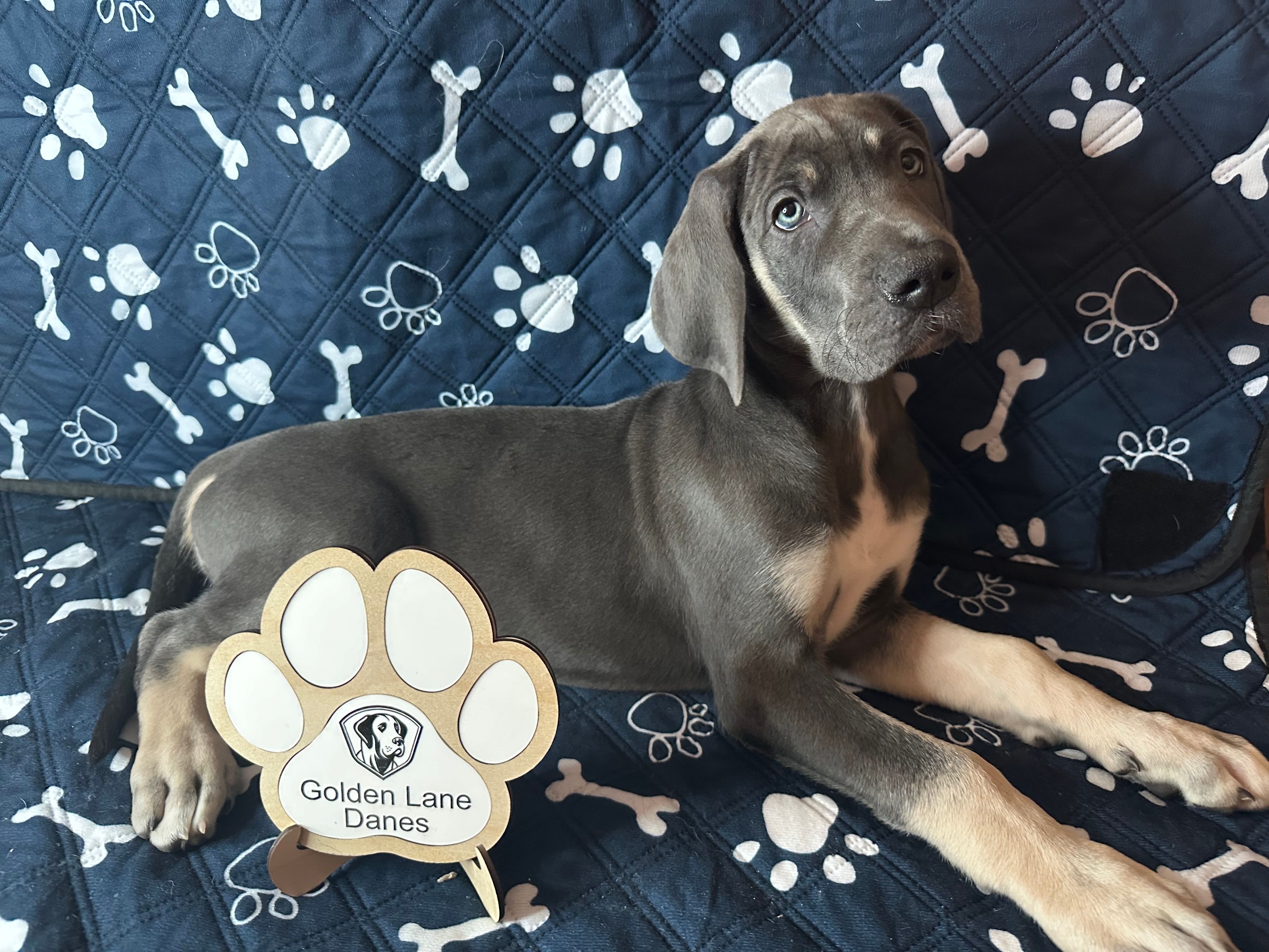 Gouda – Great Dane puppy for sale in Peoria, AZ