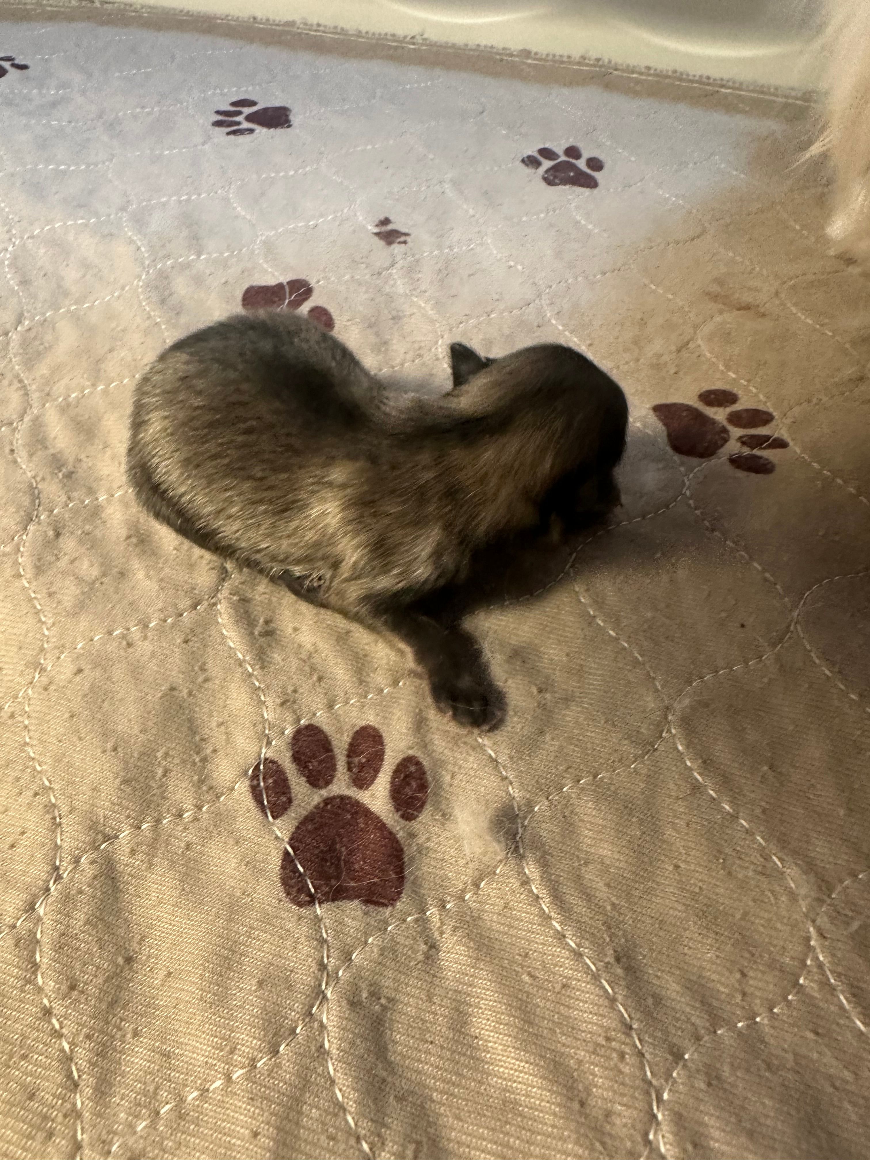 Mickey  – Pomeranian puppy for sale in Peoria, AZ