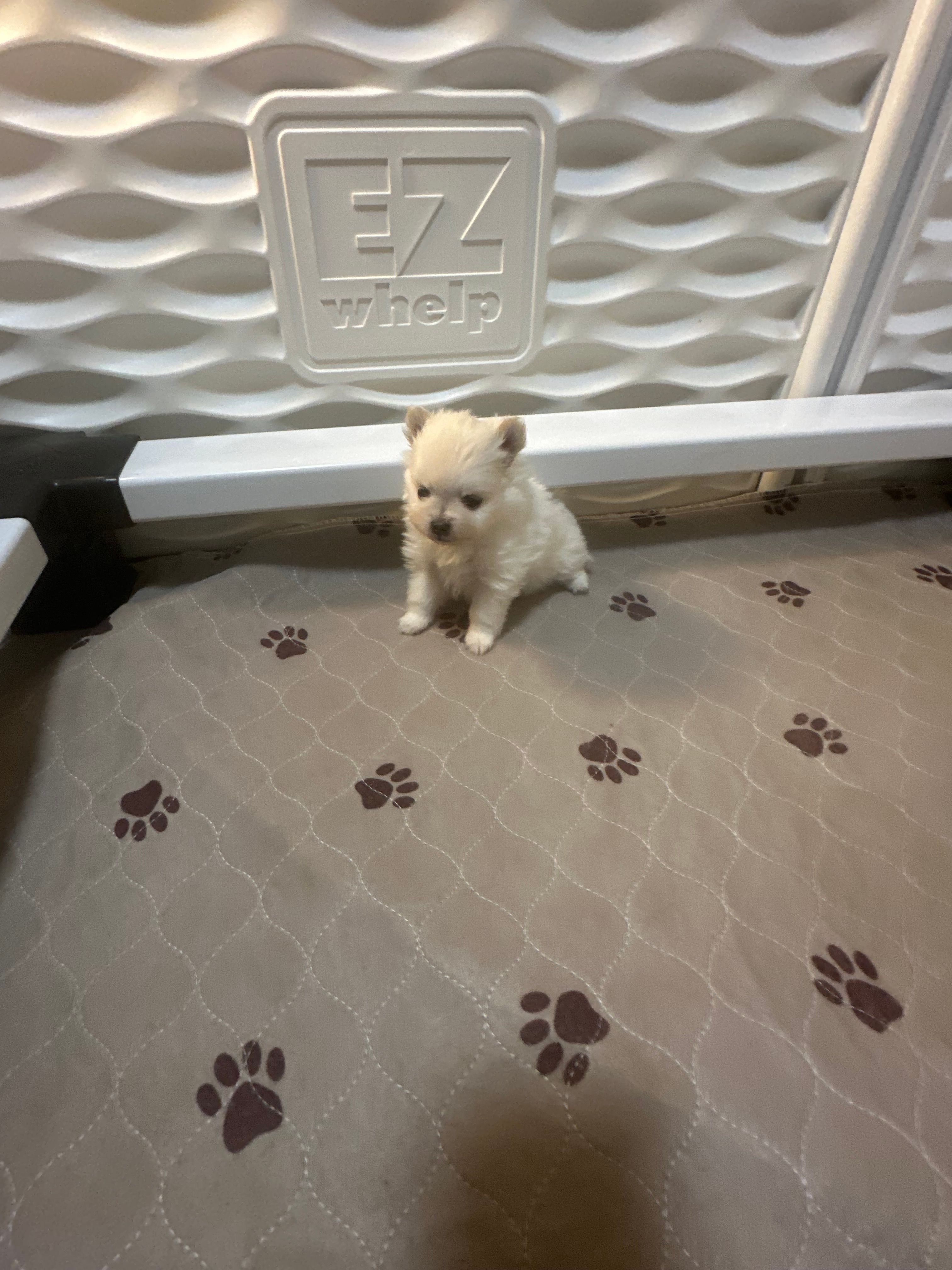 Minnie  – Pomeranian puppy on hold in Peoria, AZ
