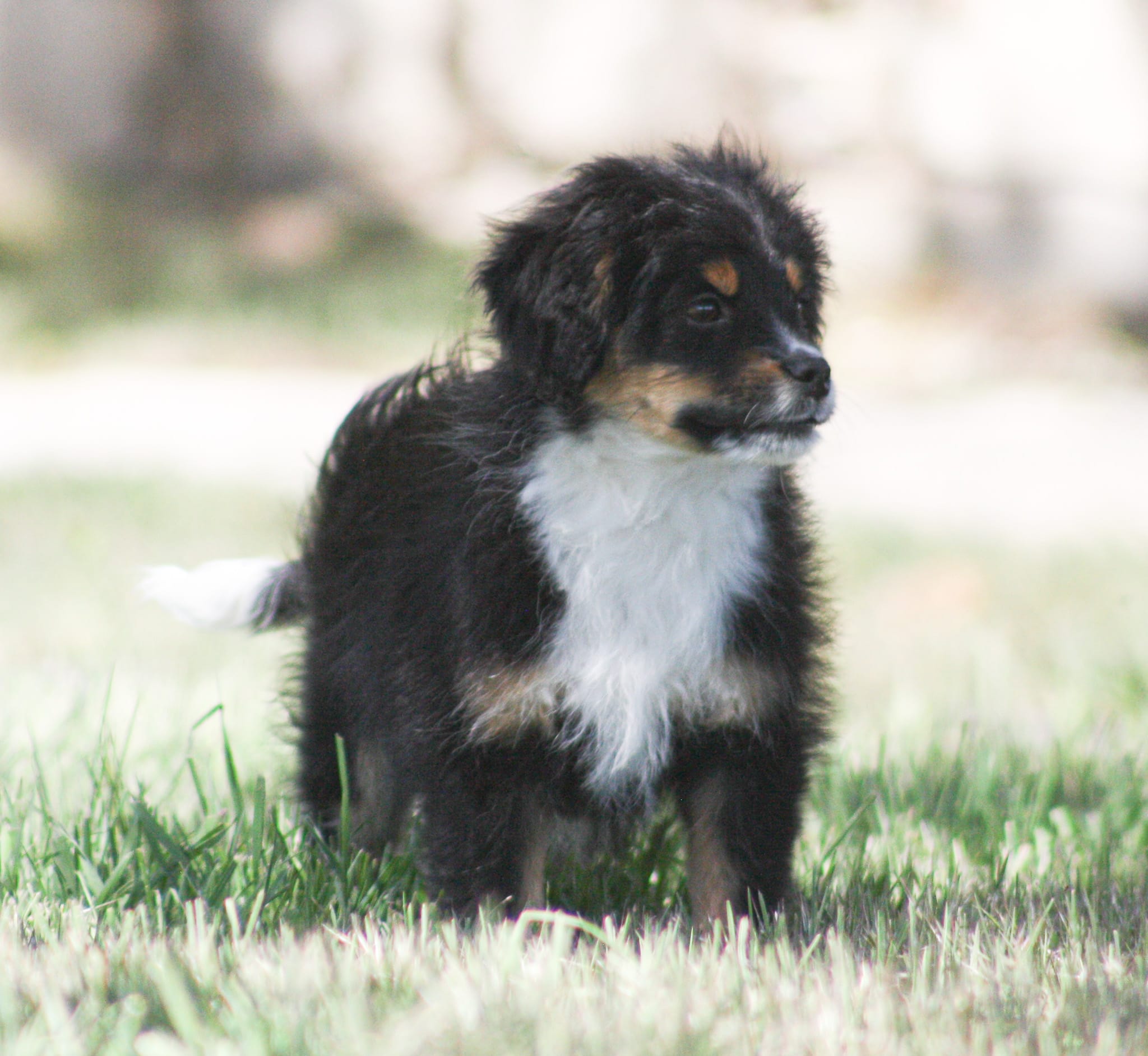 Jerry – Miniature Aussiedoodle puppy for sale in Reno, NV