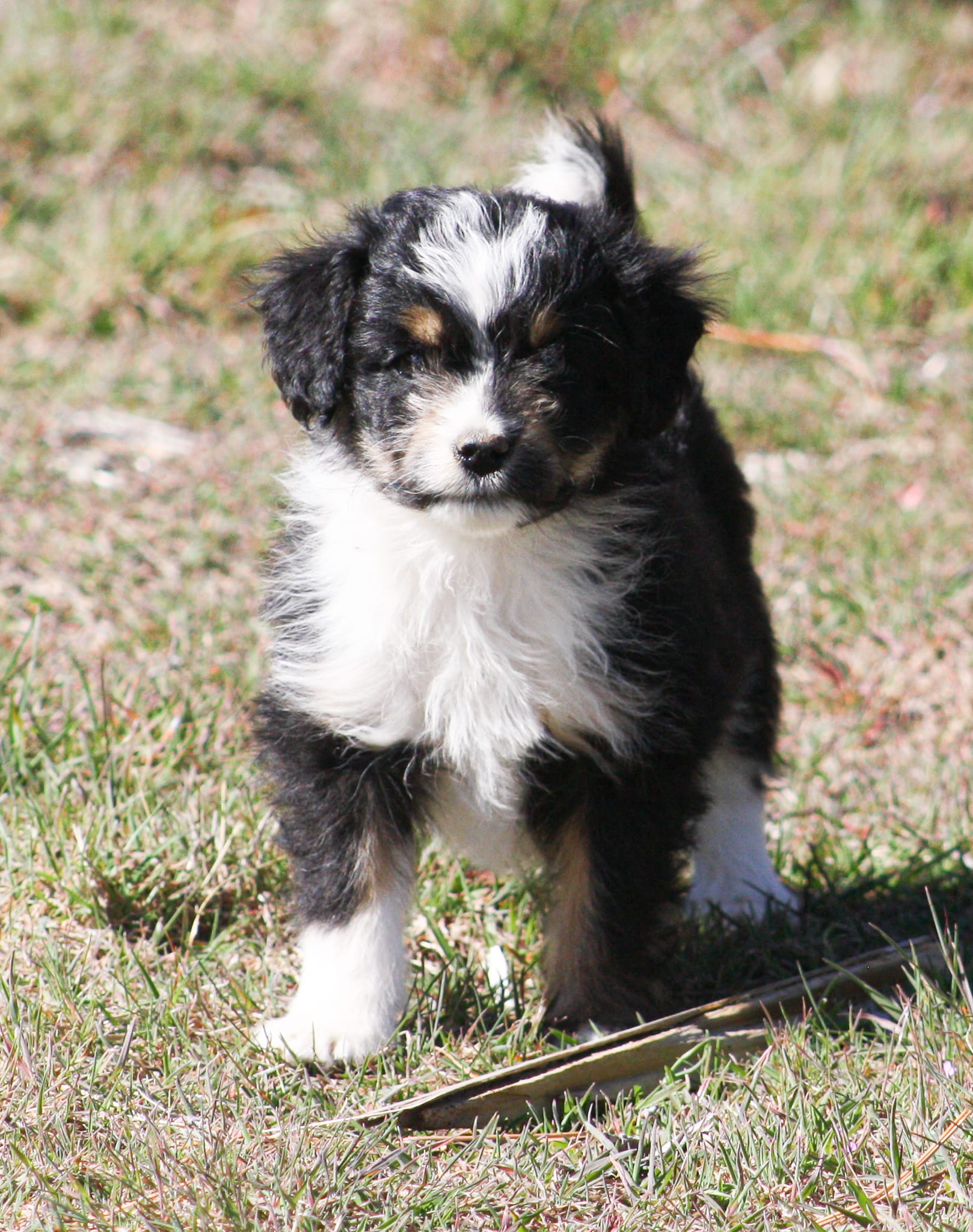 Jessie – Miniature Aussiedoodle puppy for sale in Reno, NV