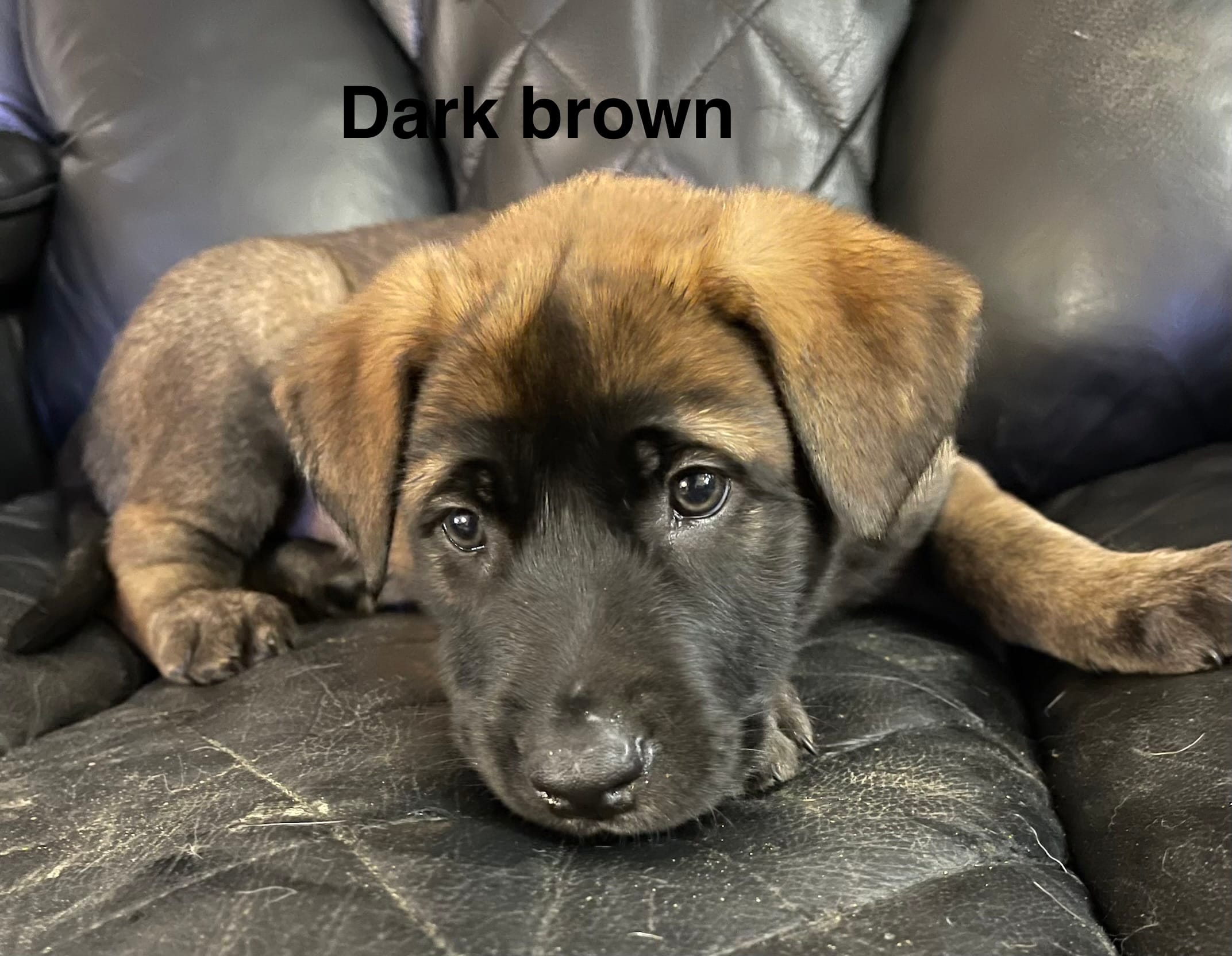Dark brown collar  – Belgian Malinois puppy for sale in Sabattus, ME
