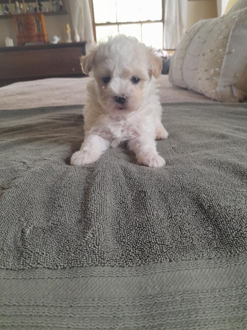 Barry – Maltipoo puppy for sale in Oxford, NC