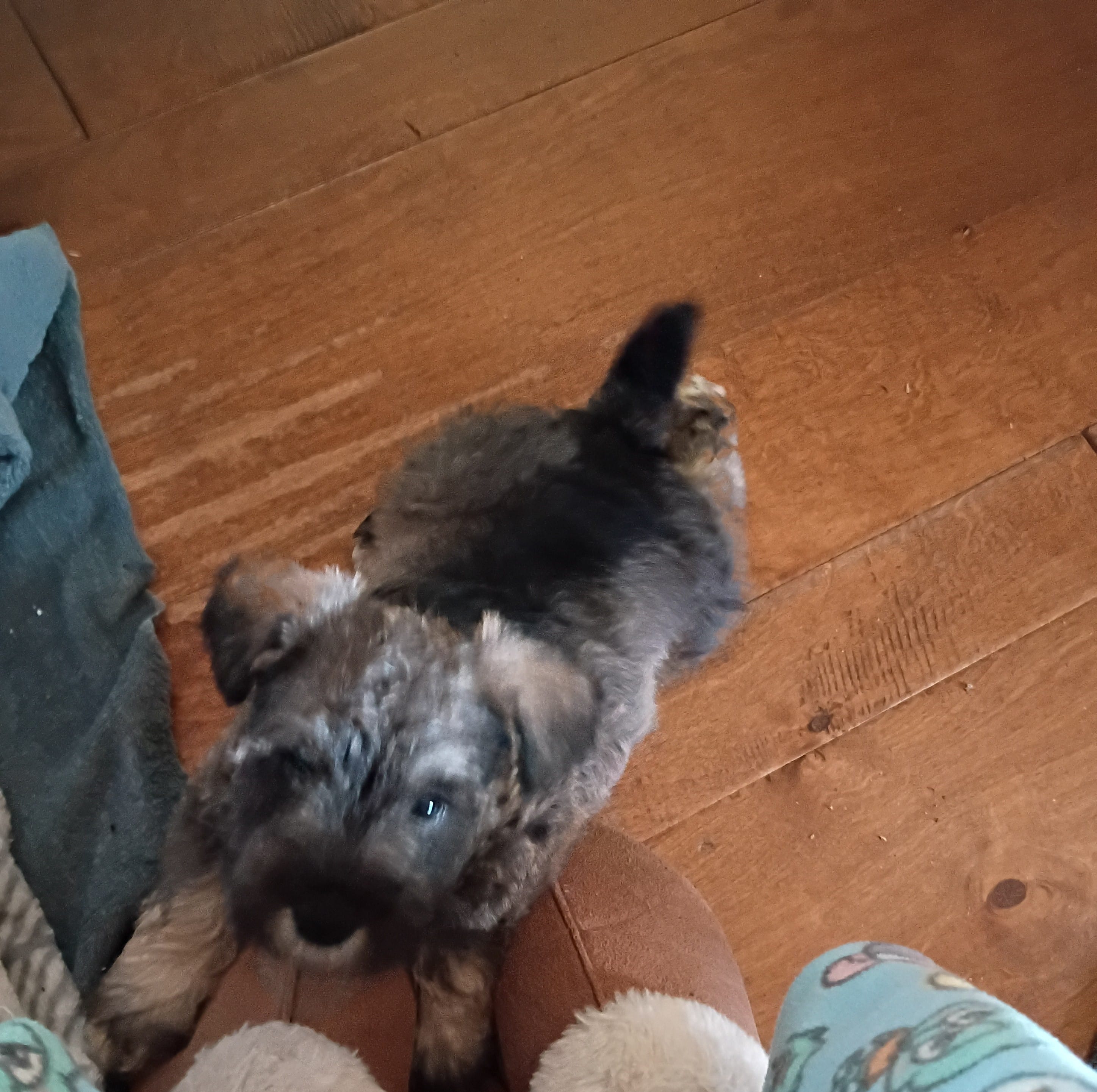 Male Puppy 1 – Miniature Schnauzer puppy for sale in Eastman, GA