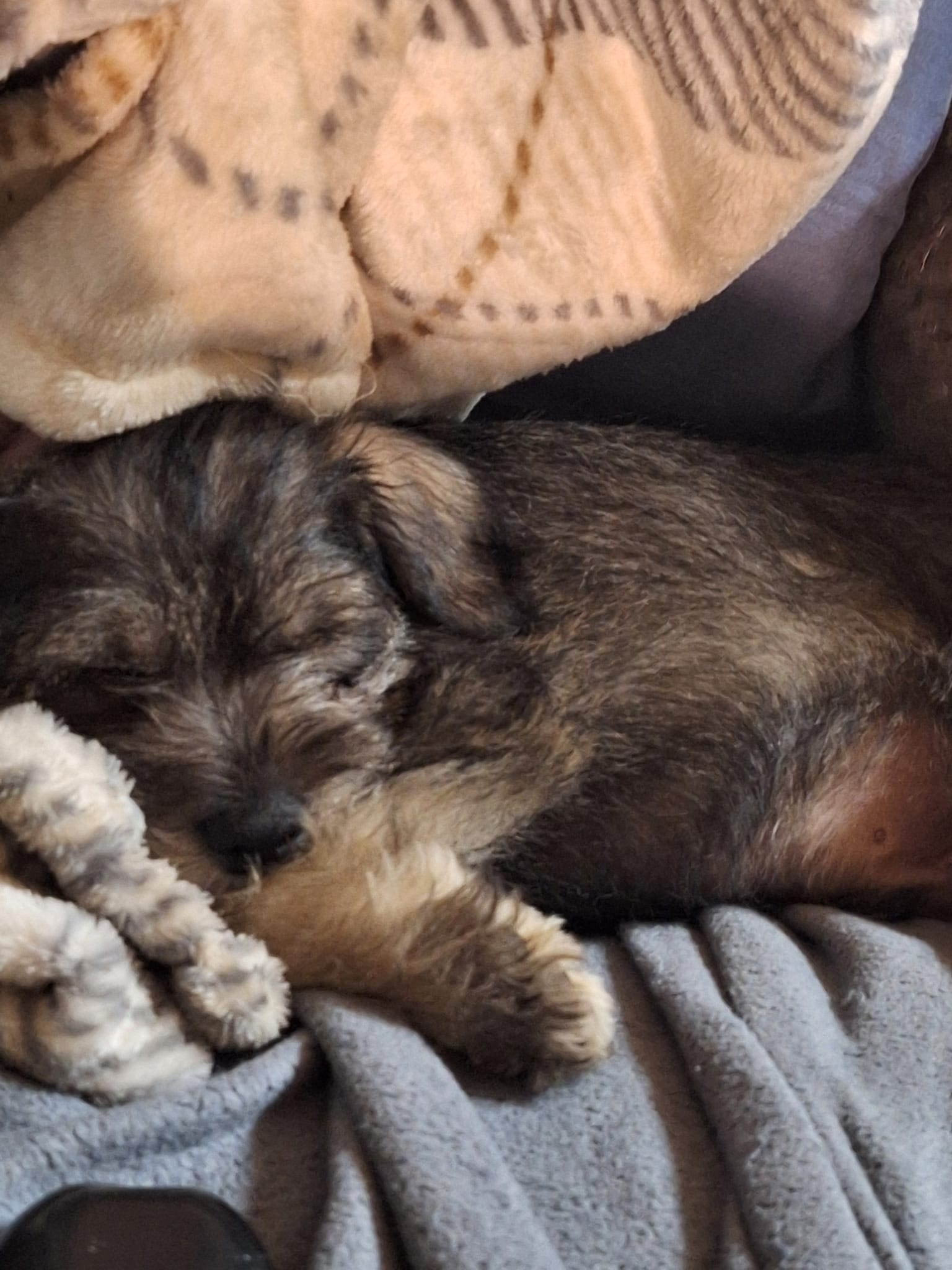 Male Puppy 1 – Miniature Schnauzer puppy for sale in Eastman, GA