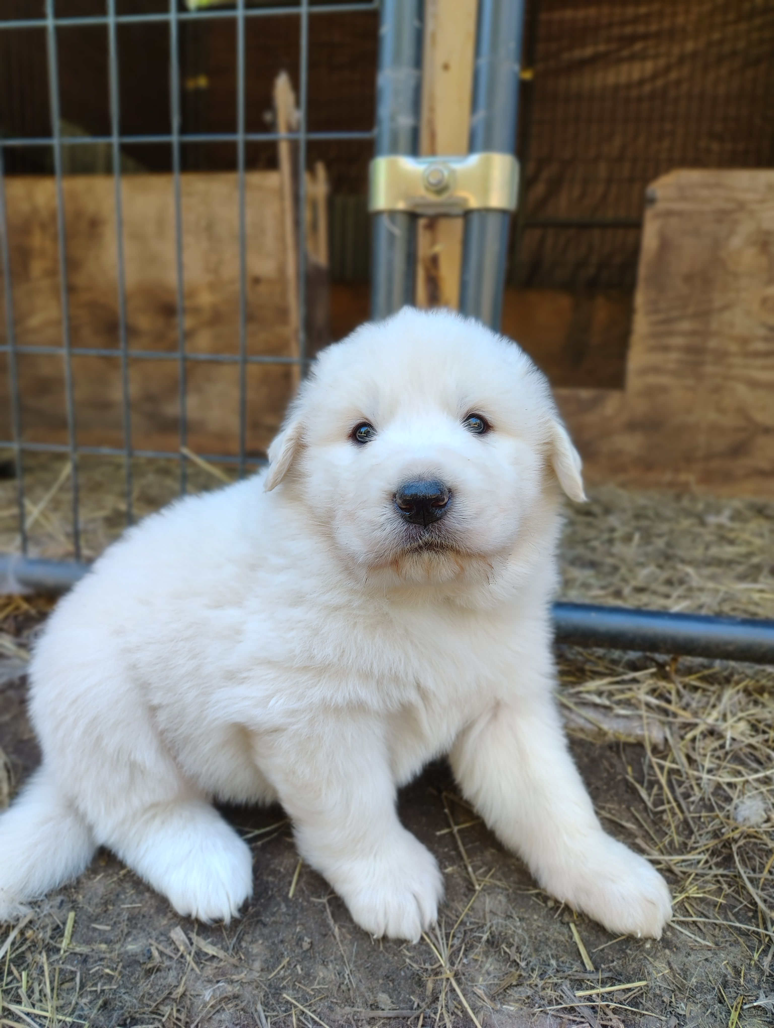 Pyrenees Boy – Great Pyrenees puppy for sale in Sagola, MI