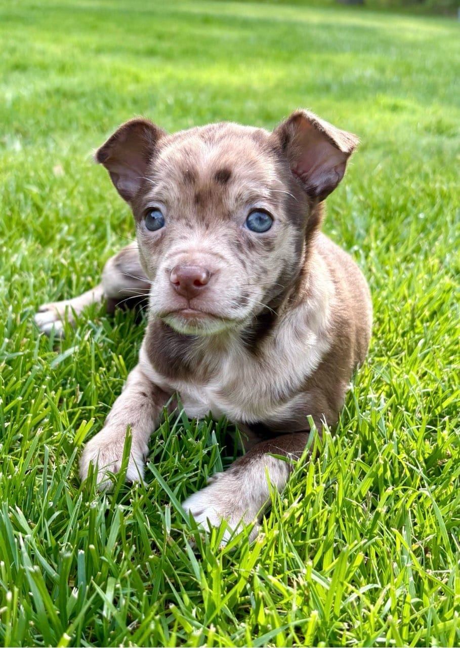Georgia – Chihuahua puppy for sale in New Baltimore, MI