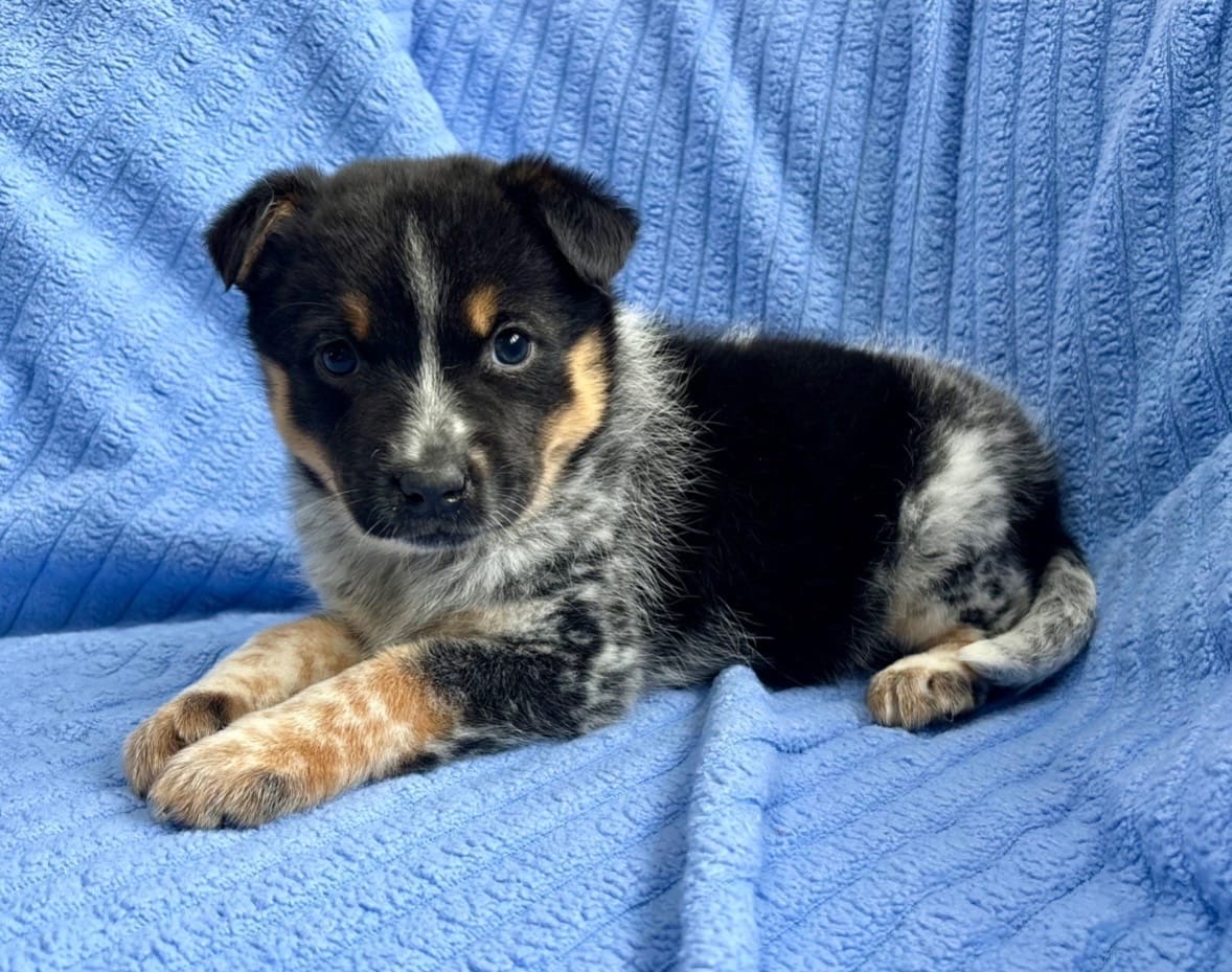 Jack – Australian Shepherd puppy for sale in New Baltimore, MI