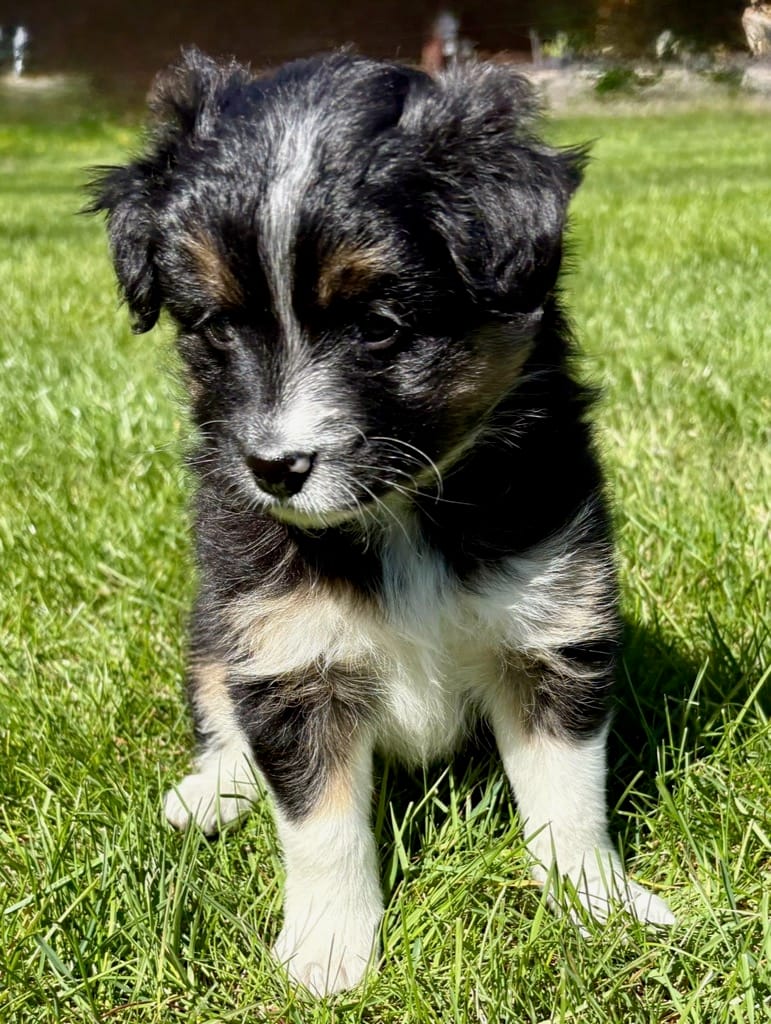 Tilly – Pomeranian, Shih Tzu puppy for sale in New Baltimore, MI
