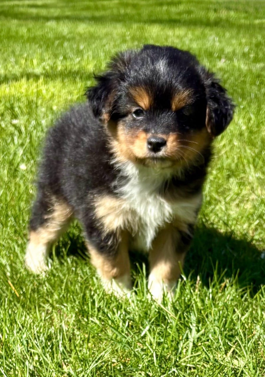 Tessa – Pomeranian, Shih Tzu puppy for sale in New Baltimore, MI
