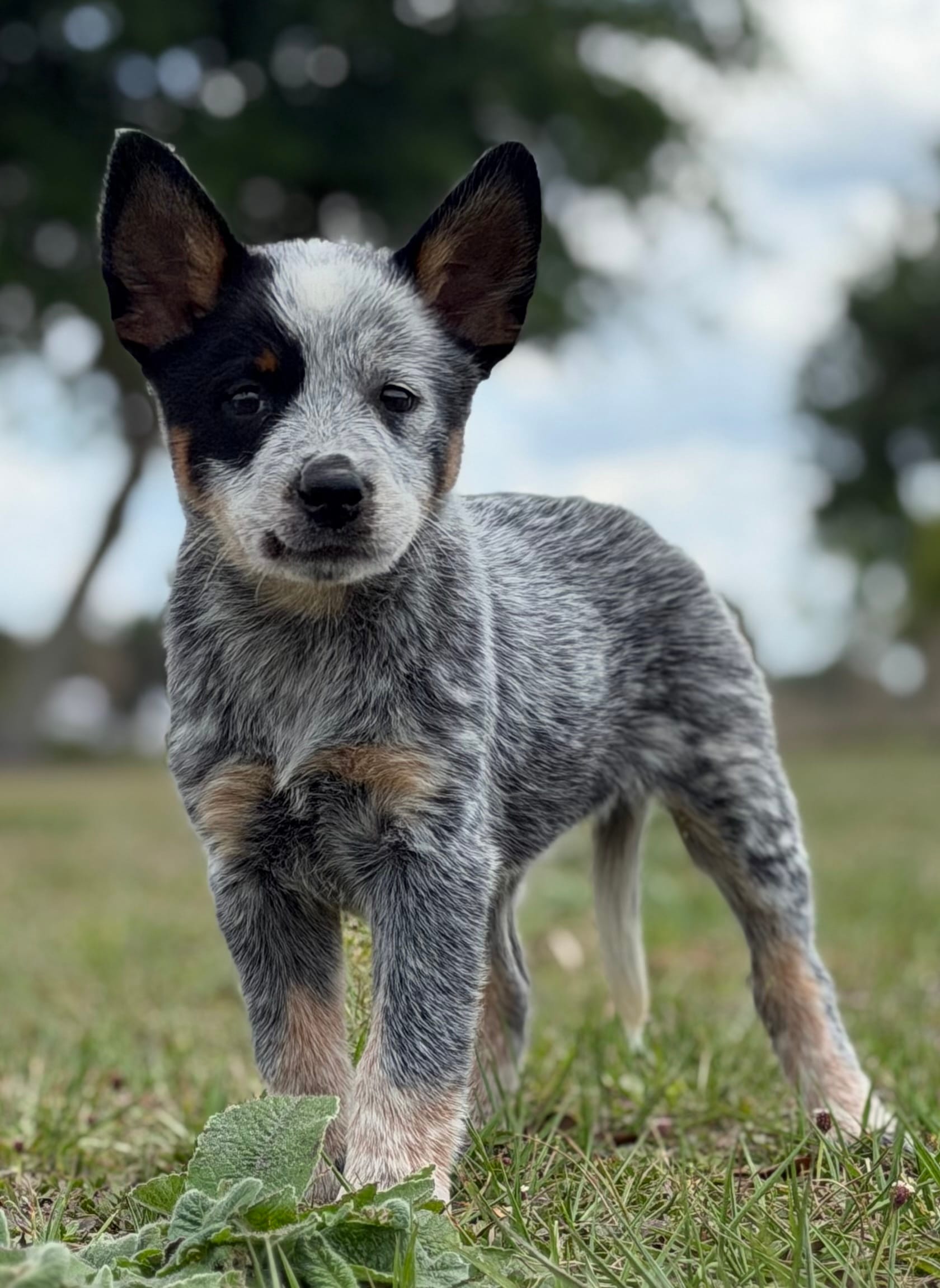 Chica Female 4 – Australian Cattle Dog puppy for sale in Zolfo Springs, FL