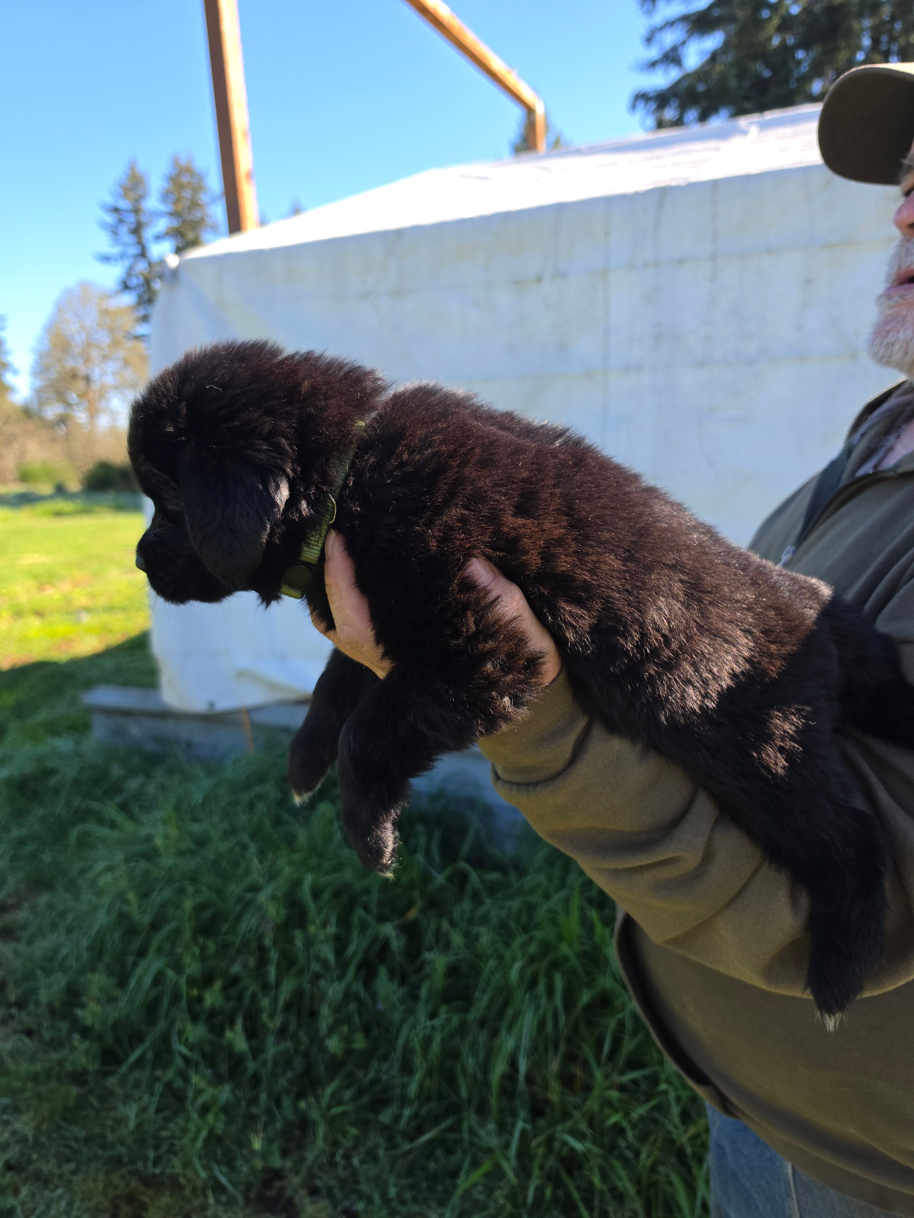 Dark green – Newfoundland puppy for sale in Sweet Home, OR