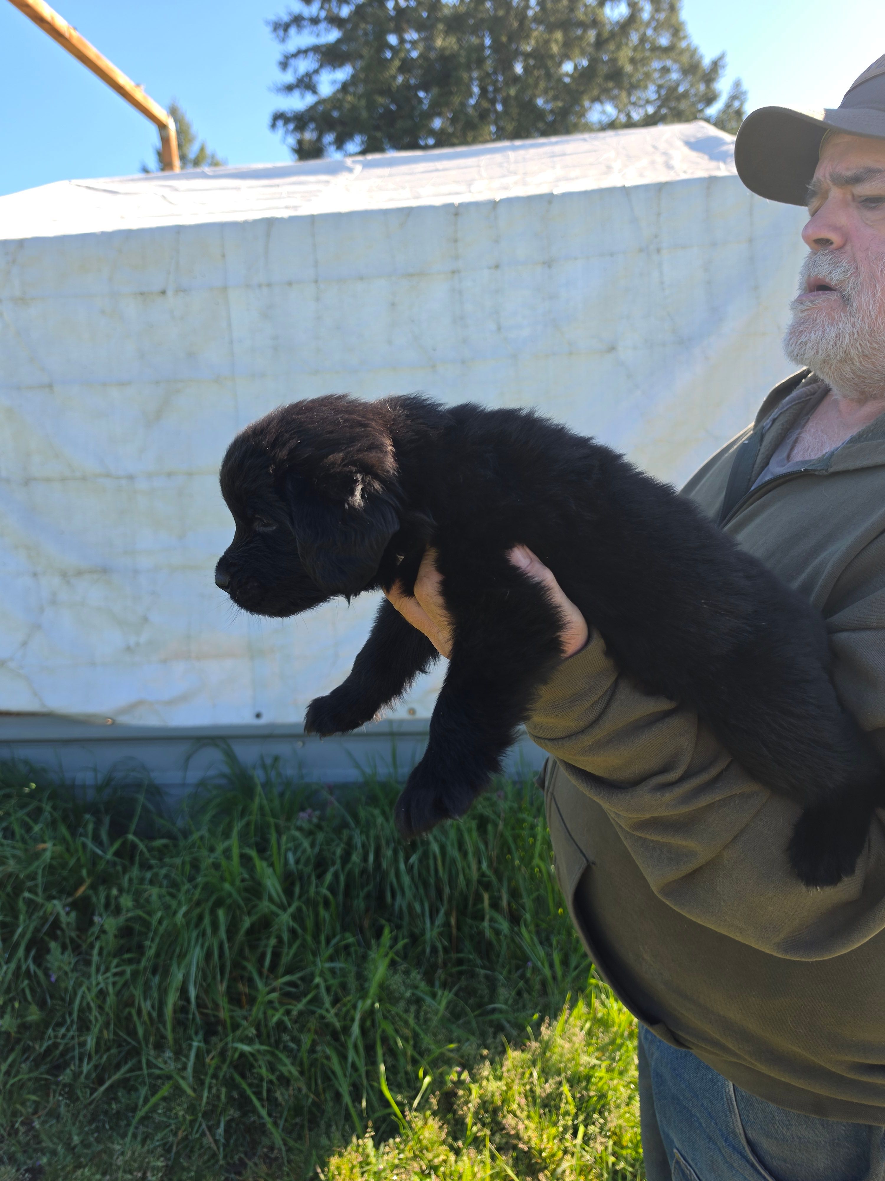 Grey collar – Newfoundland puppy for sale in Sweet Home, OR