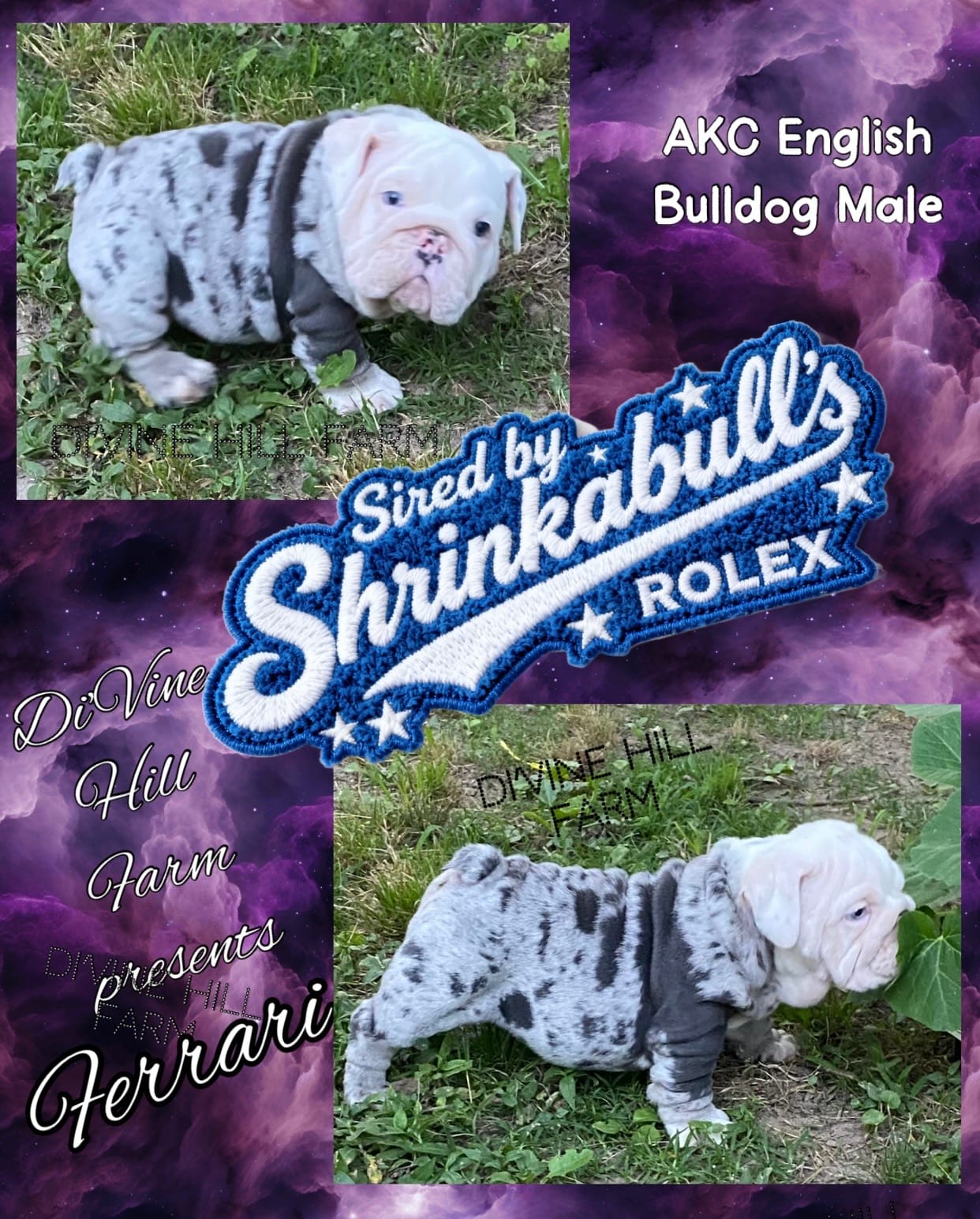 Ferrari (SHRINKABULL Son) – English Bulldog puppy for sale in Cullman, AL