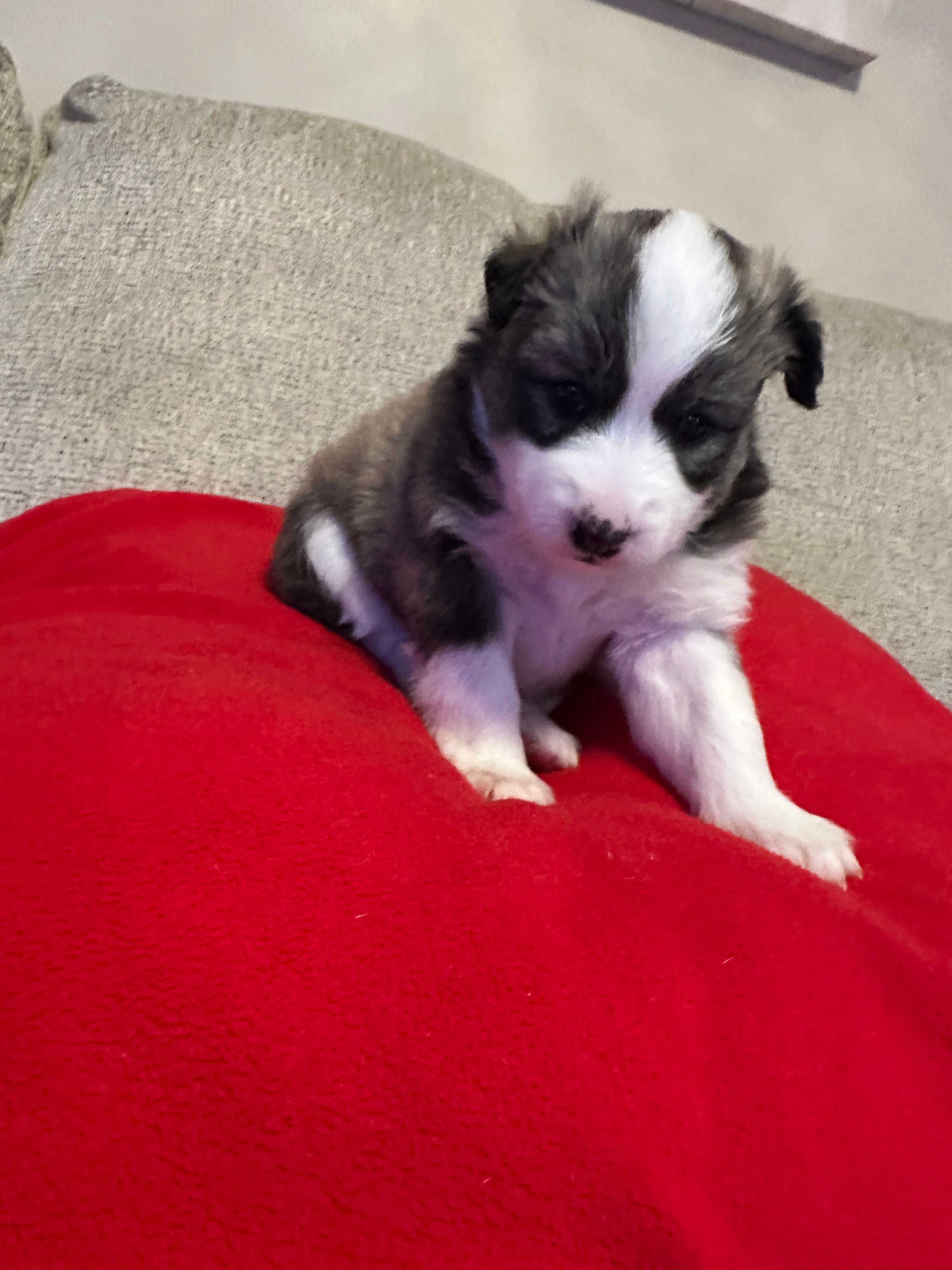 FOXIE – Pomsky puppy for sale in Melvin, MI