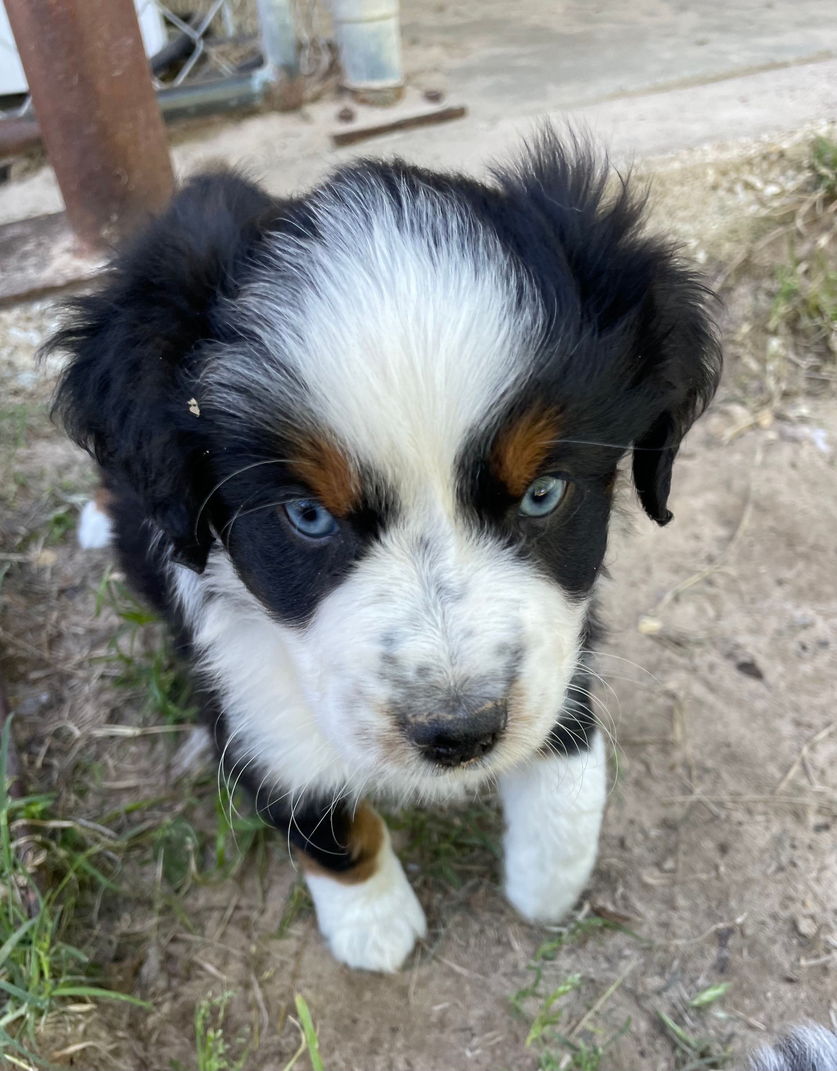 Blue – Miniature Australian Shepherd puppy for sale in Canton, TX