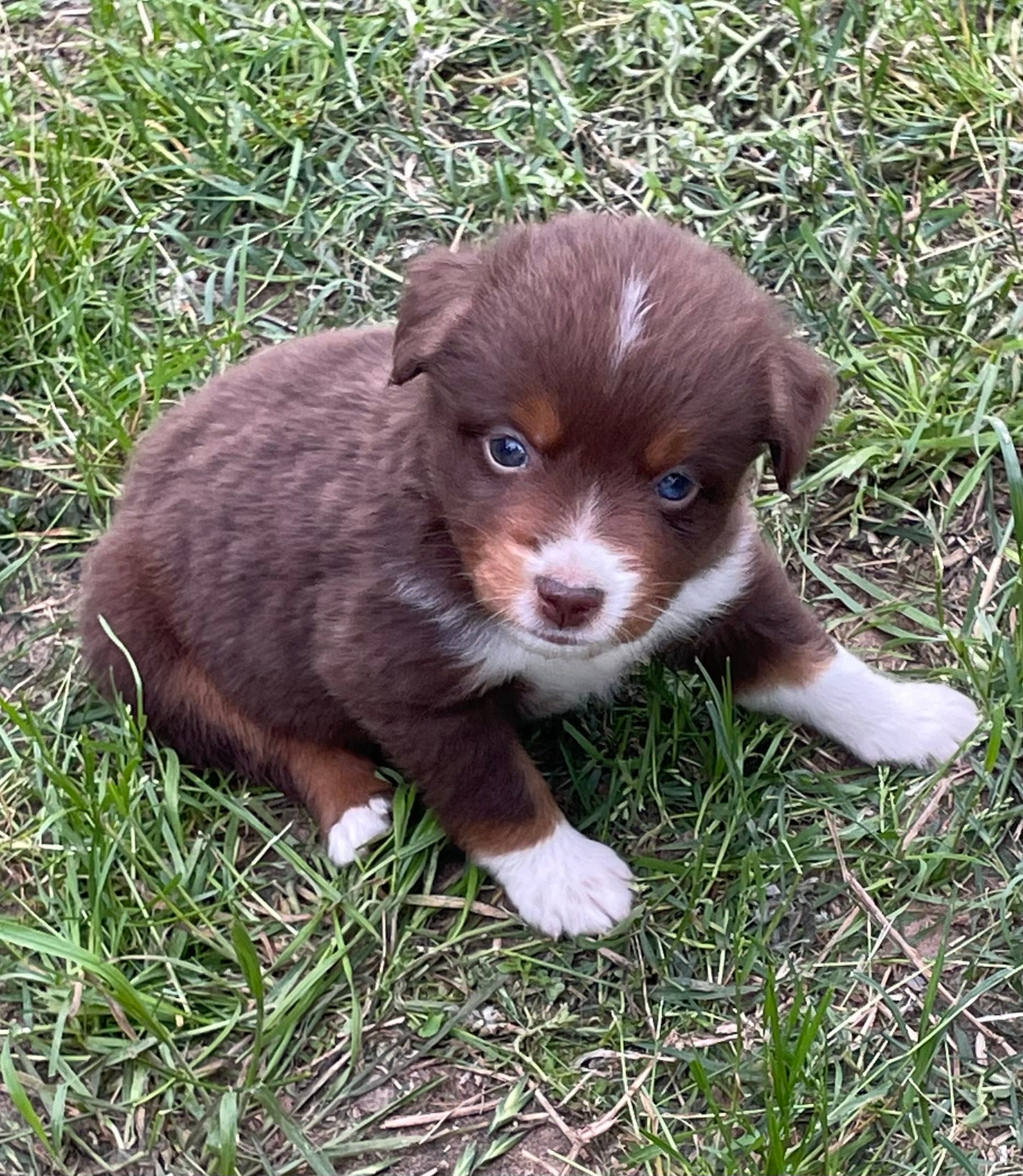Jake – Miniature Australian Shepherd puppy for sale in Canton, TX
