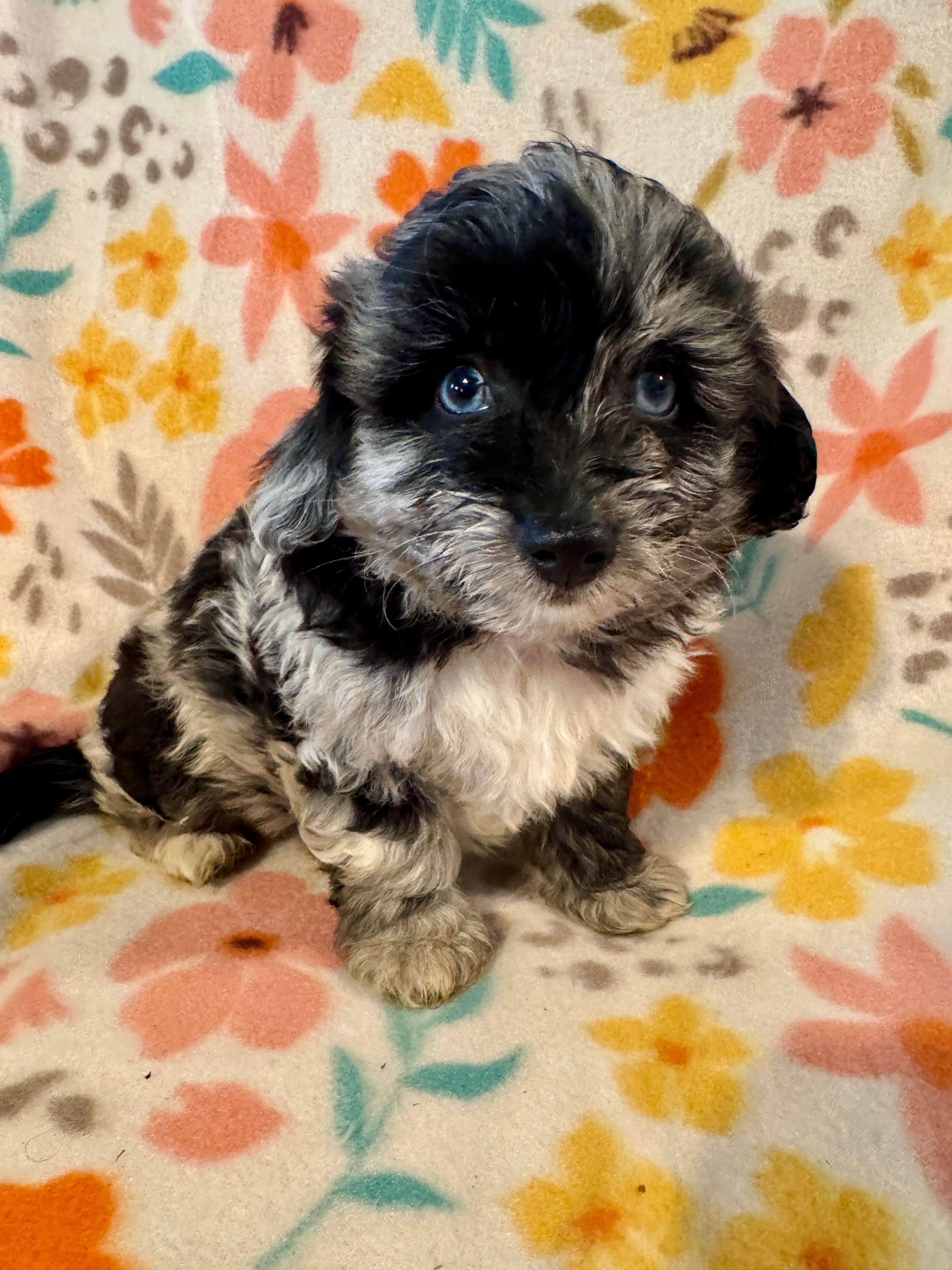 Max – Aussiedoodle puppy for sale in Howe, OK