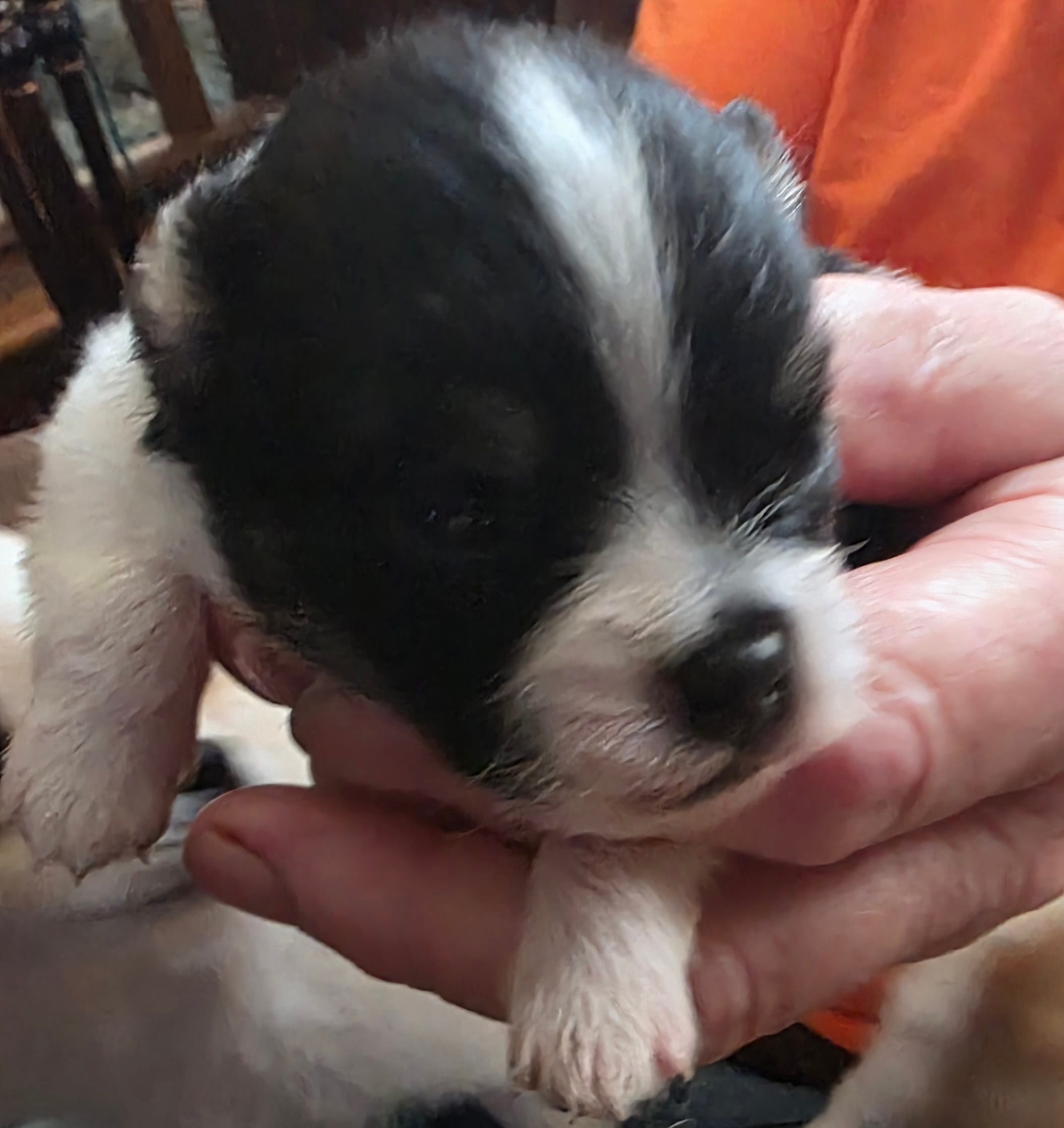 Pomgo – Pomeranian puppy for sale in Hueytown, AL