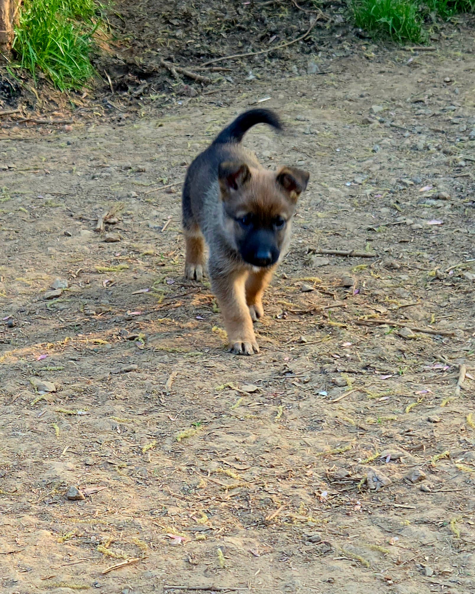 Jack – Belgian Malinois, German Shepherd Dog puppy for sale in Mount Holly, NC