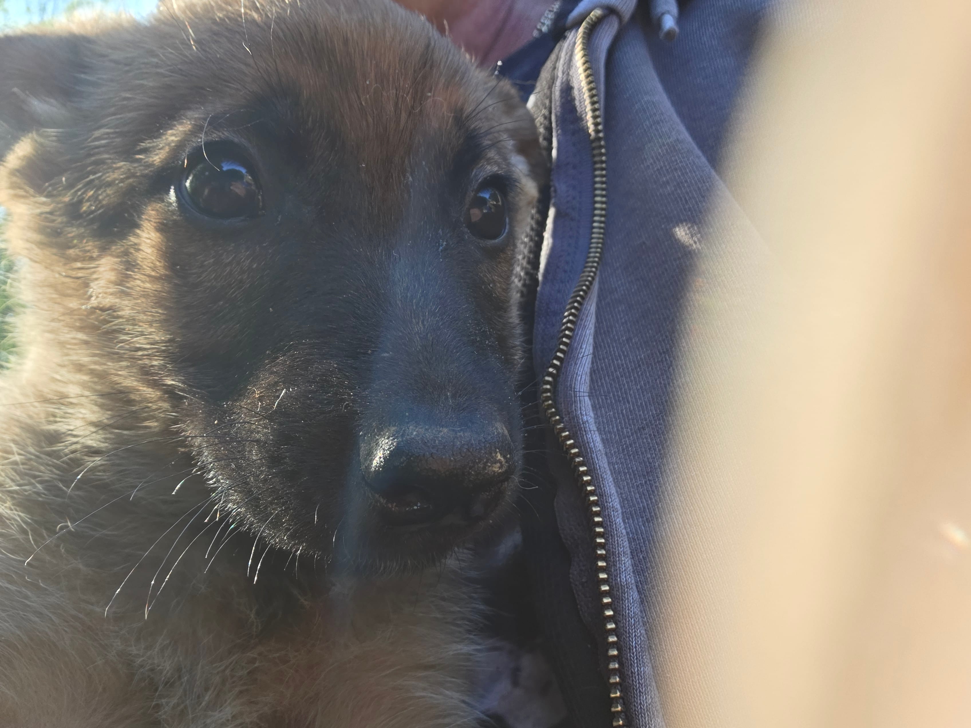 Blitze – Belgian Malinois puppy for sale in Mount Holly, NC