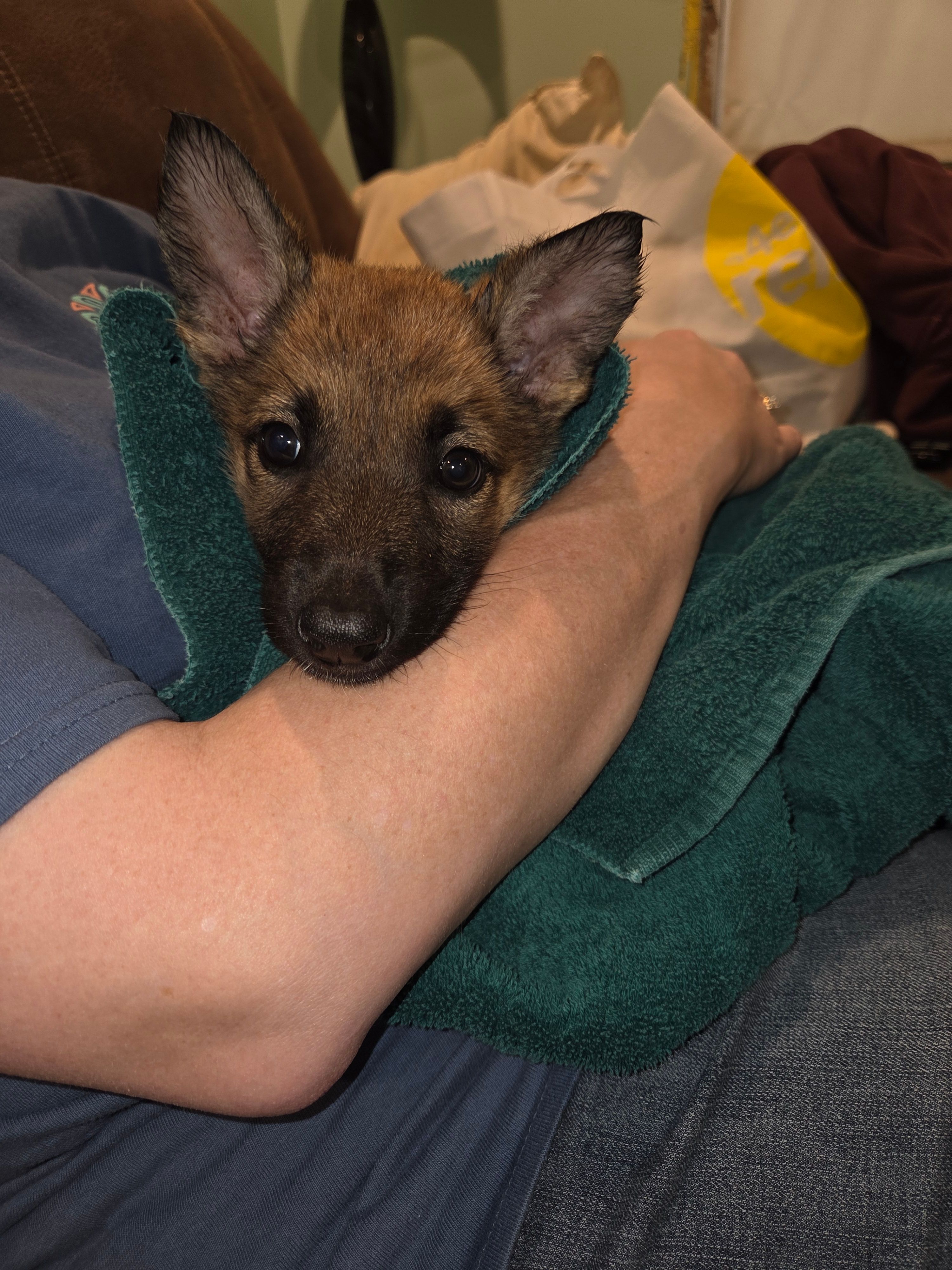 Vixon – Belgian Malinois, German Shepherd Dog puppy for sale in Mount Holly, NC