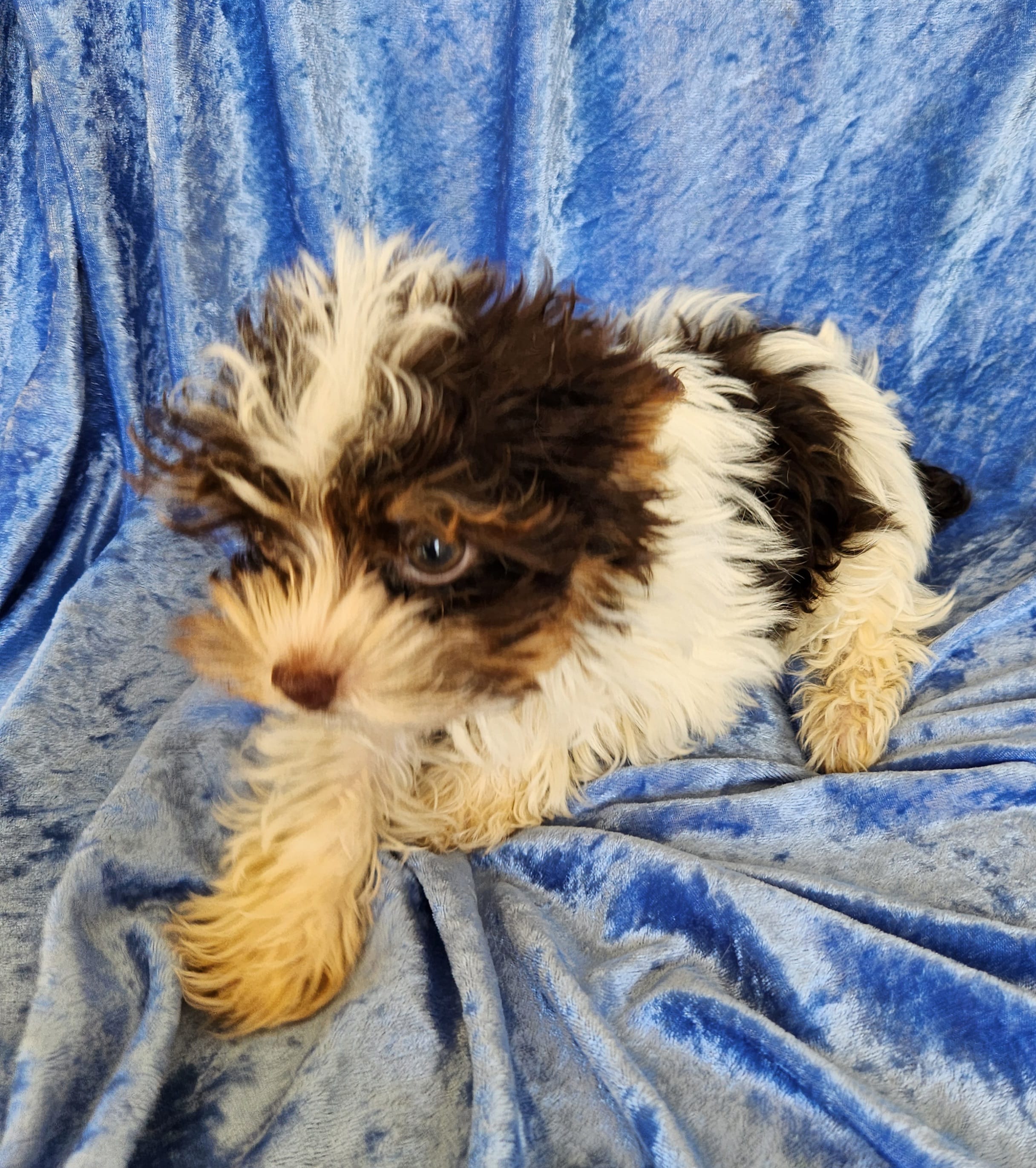 Jo Jo – Yorkshire Terrier puppy for sale in Prairie Grove, AR