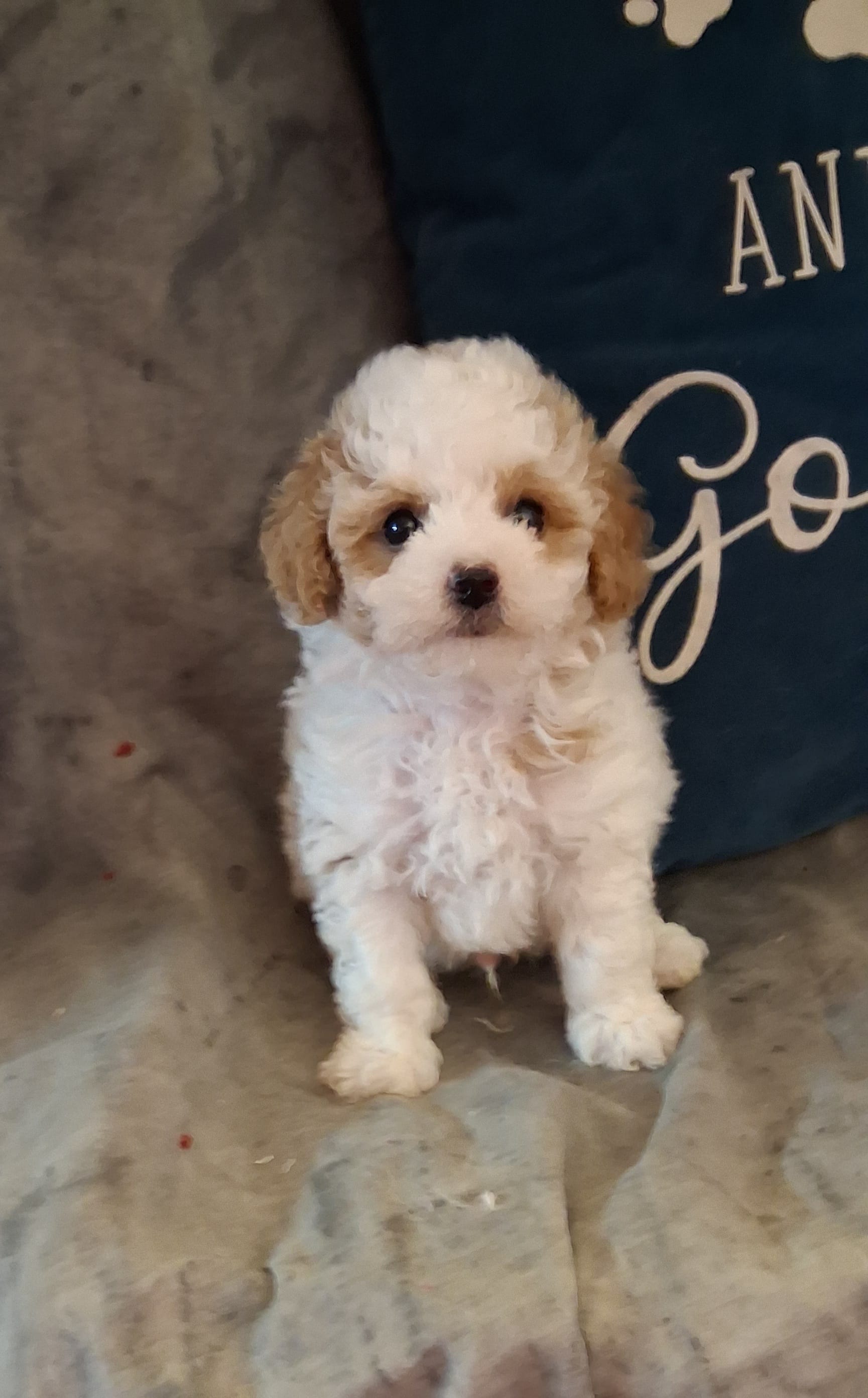 Skittles, smallest – Poodle - Toy  puppy for sale in Conroe, TX
