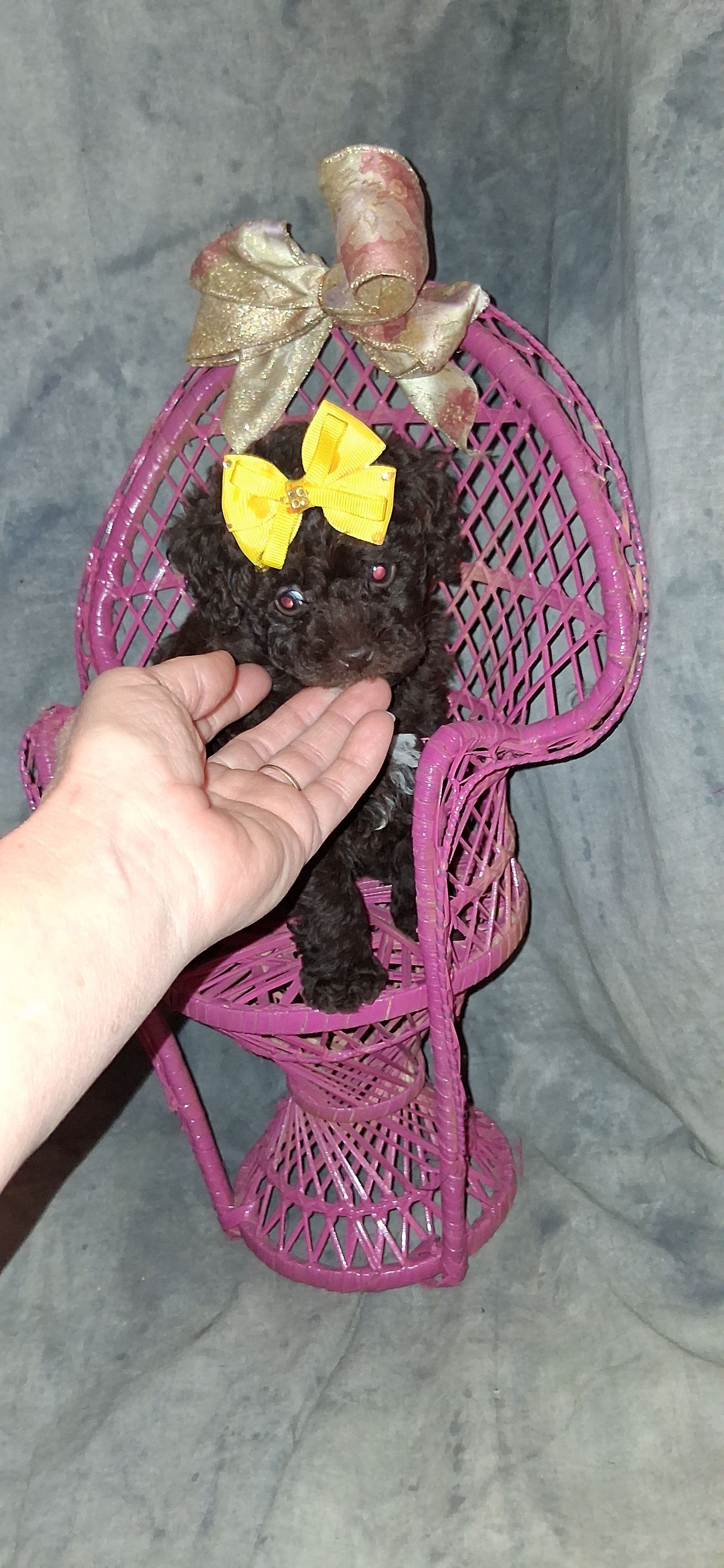 AKC  Charming Chocolate Chelsea, a female Poodle - Toy  for sale in Conroe, TX – Photo 2 of 4