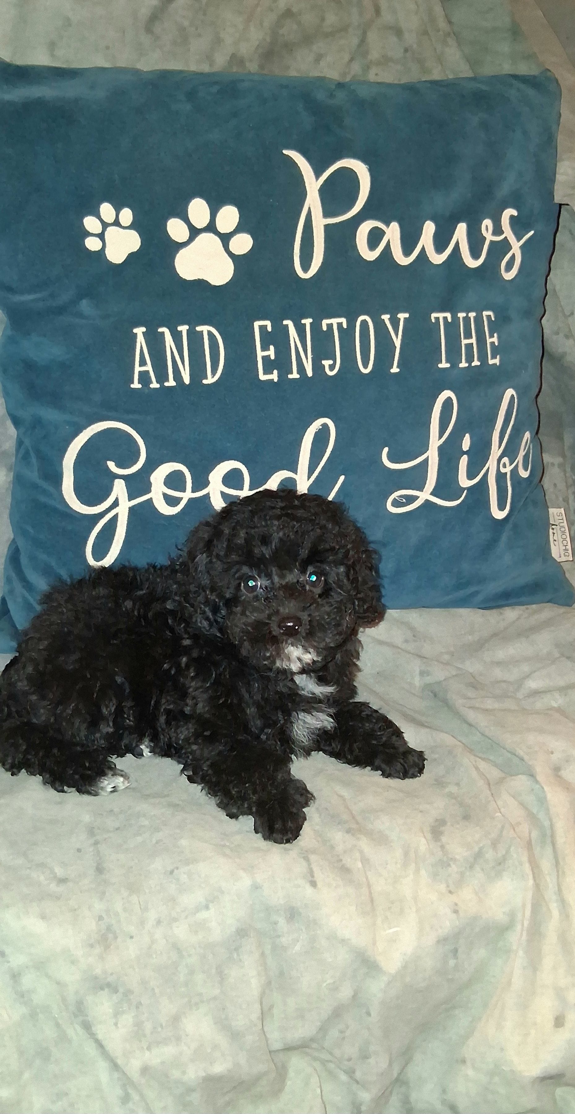 AKC Tiny Jada – Poodle - Toy  puppy for sale in Conroe, TX