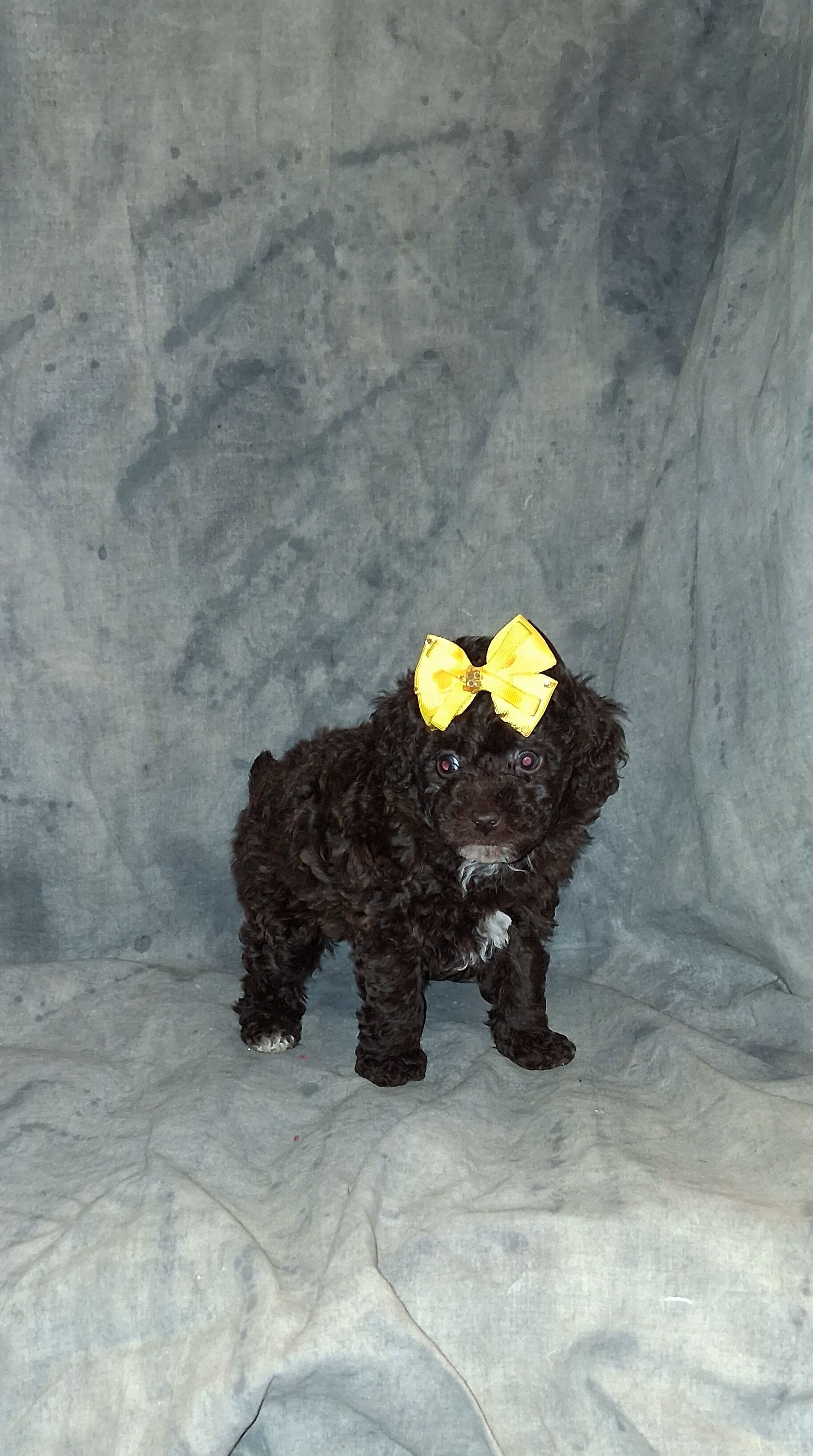 AKC  Charming Chocolate Chelsea, a female Poodle - Toy  for sale in Conroe, TX – Photo 4 of 4